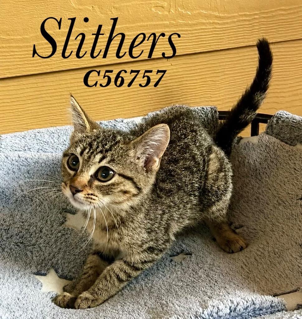 Slithers, Adoptable, Kitten Female Domestic Short Hair.