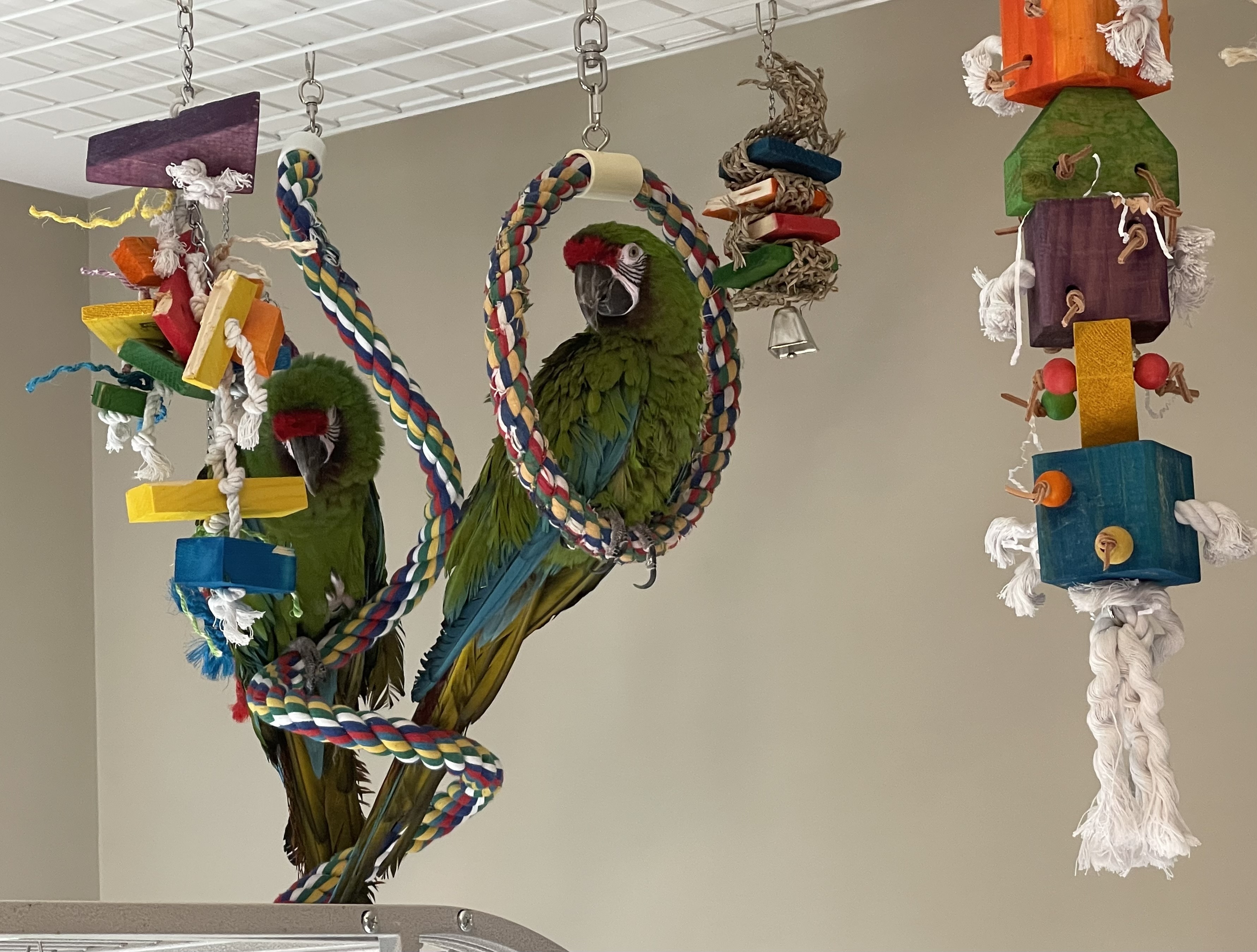 Enlarge Cyril and Ares, an adoptable Macaw in Raleigh, NC image 1/4