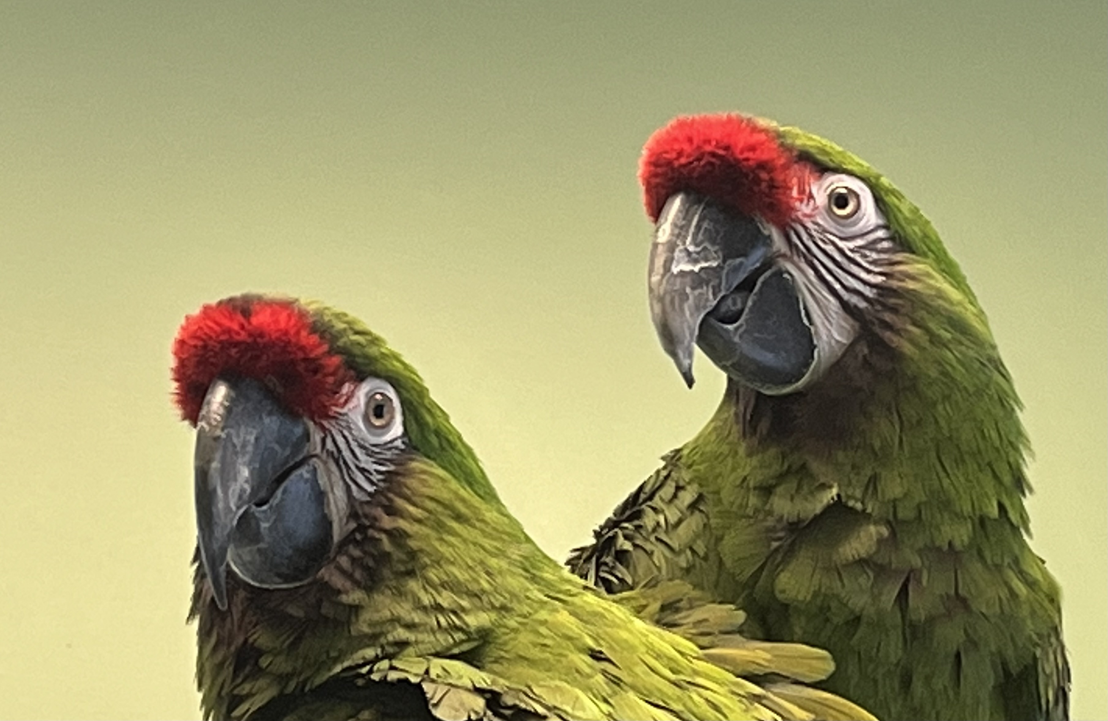 Enlarge Cyril and Ares, an adoptable Macaw in Raleigh, NC image 2/4