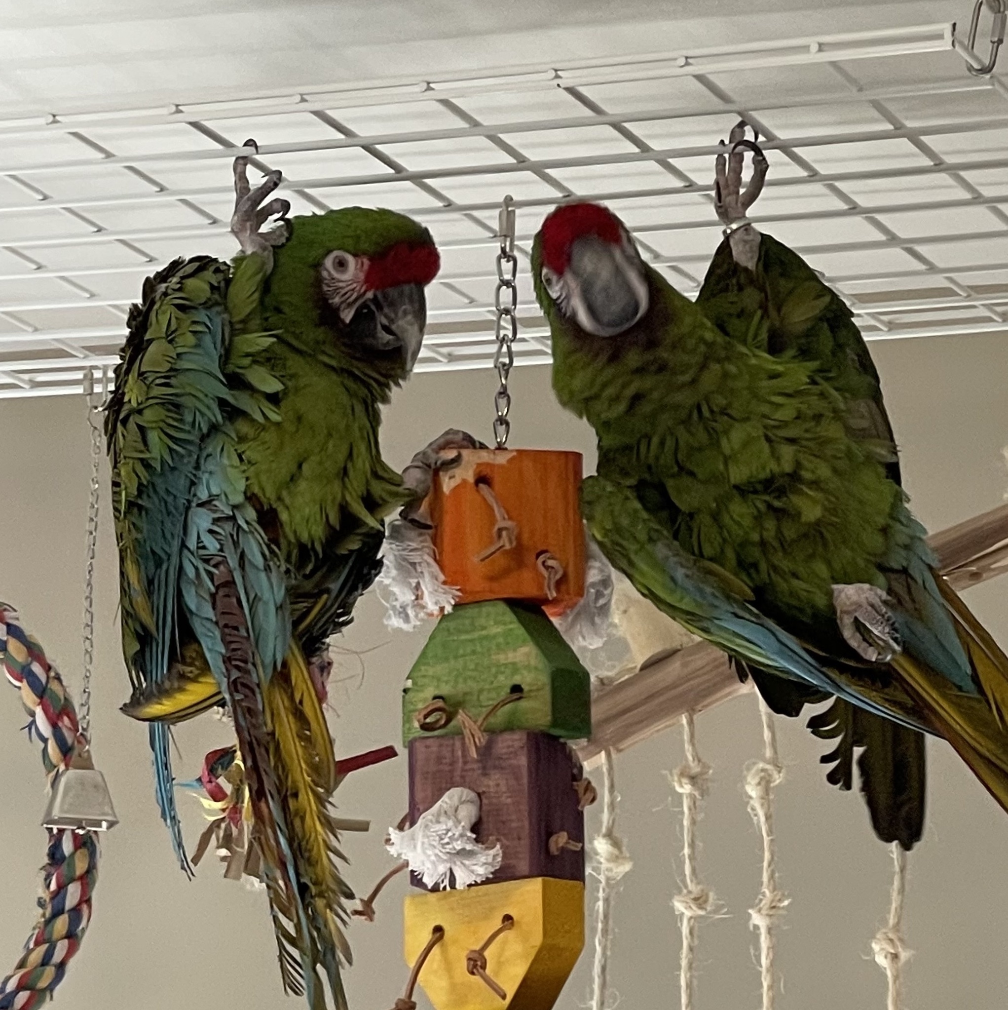 Enlarge Cyril and Ares, an adoptable Macaw in Raleigh, NC image 3/4