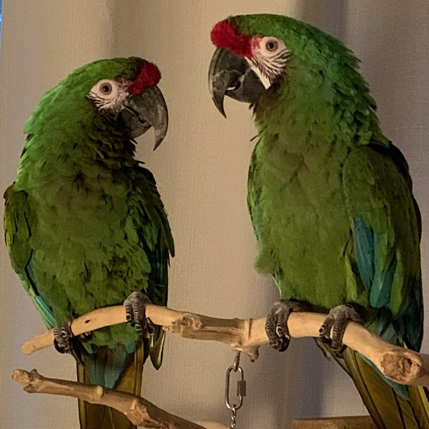Enlarge Cyril and Ares, an adoptable Macaw in Raleigh, NC image 4/4