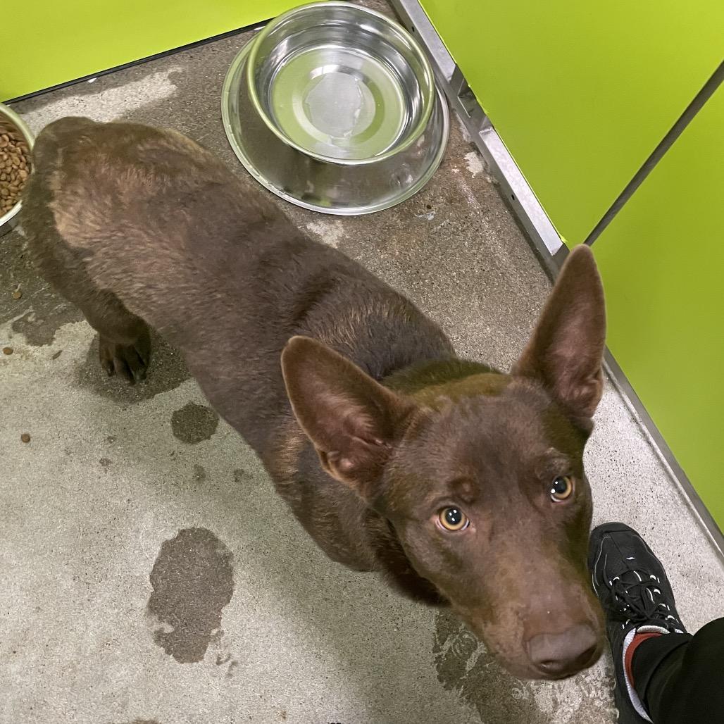 Charlie, Adoptable, Young Male Cardigan Welsh Corgi & Shepherd.