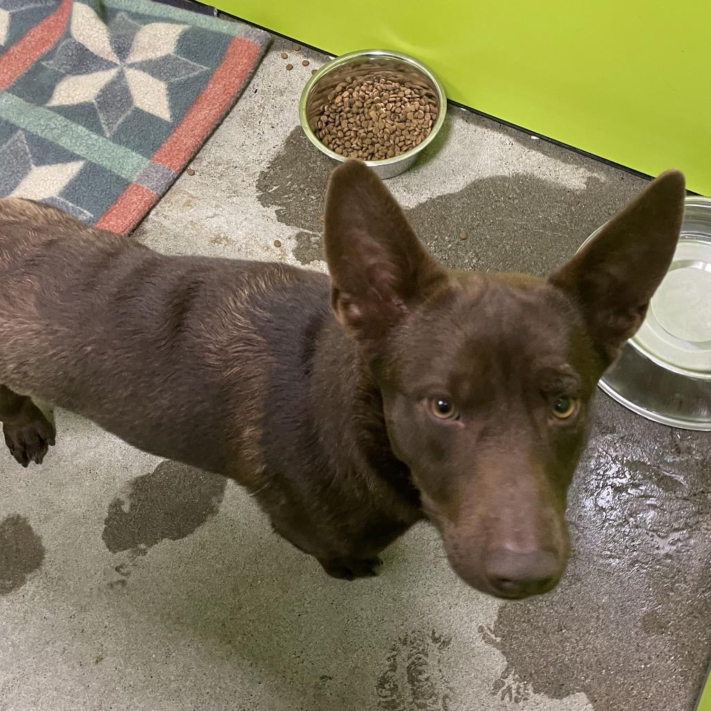Enlarge Charlie, a Adoptable mixed breed in Spokane, WA image 2/4