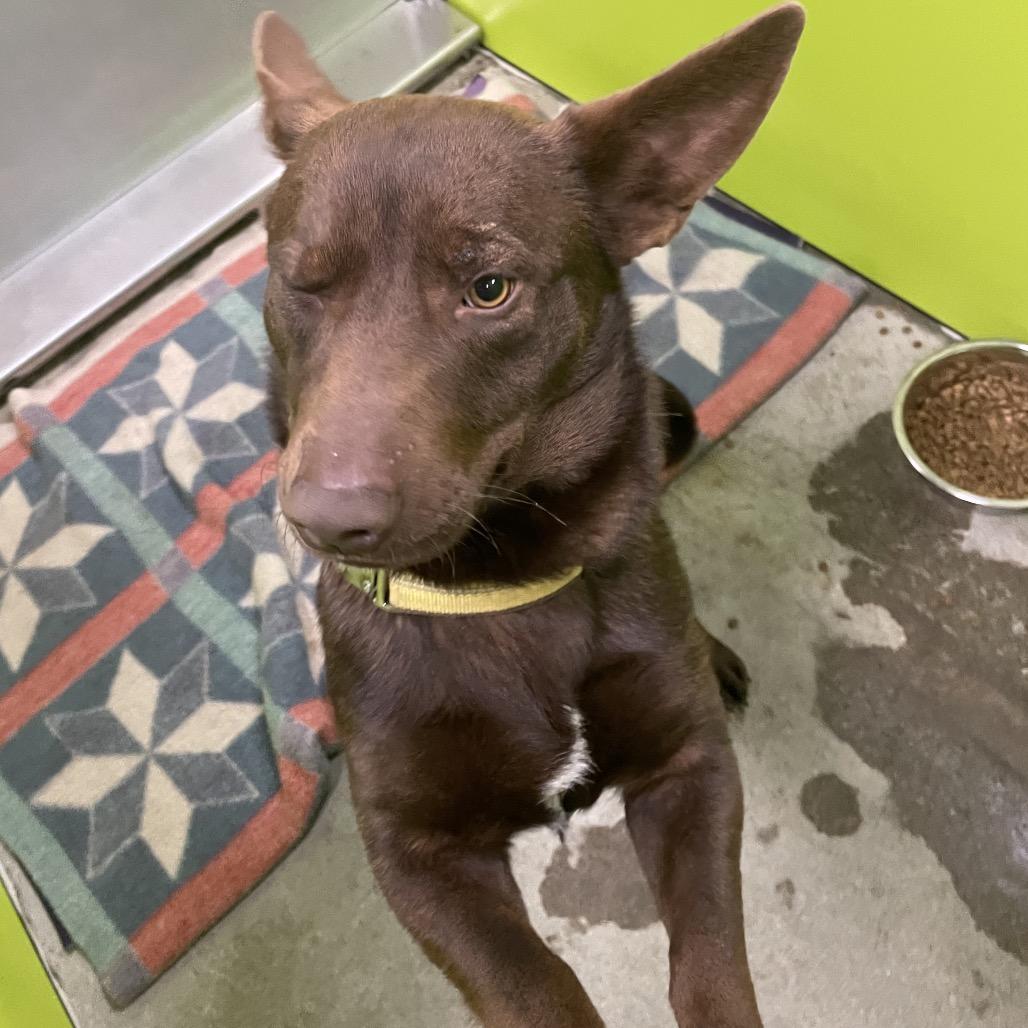 Enlarge Charlie, a Adoptable mixed breed in Spokane, WA image 3/4