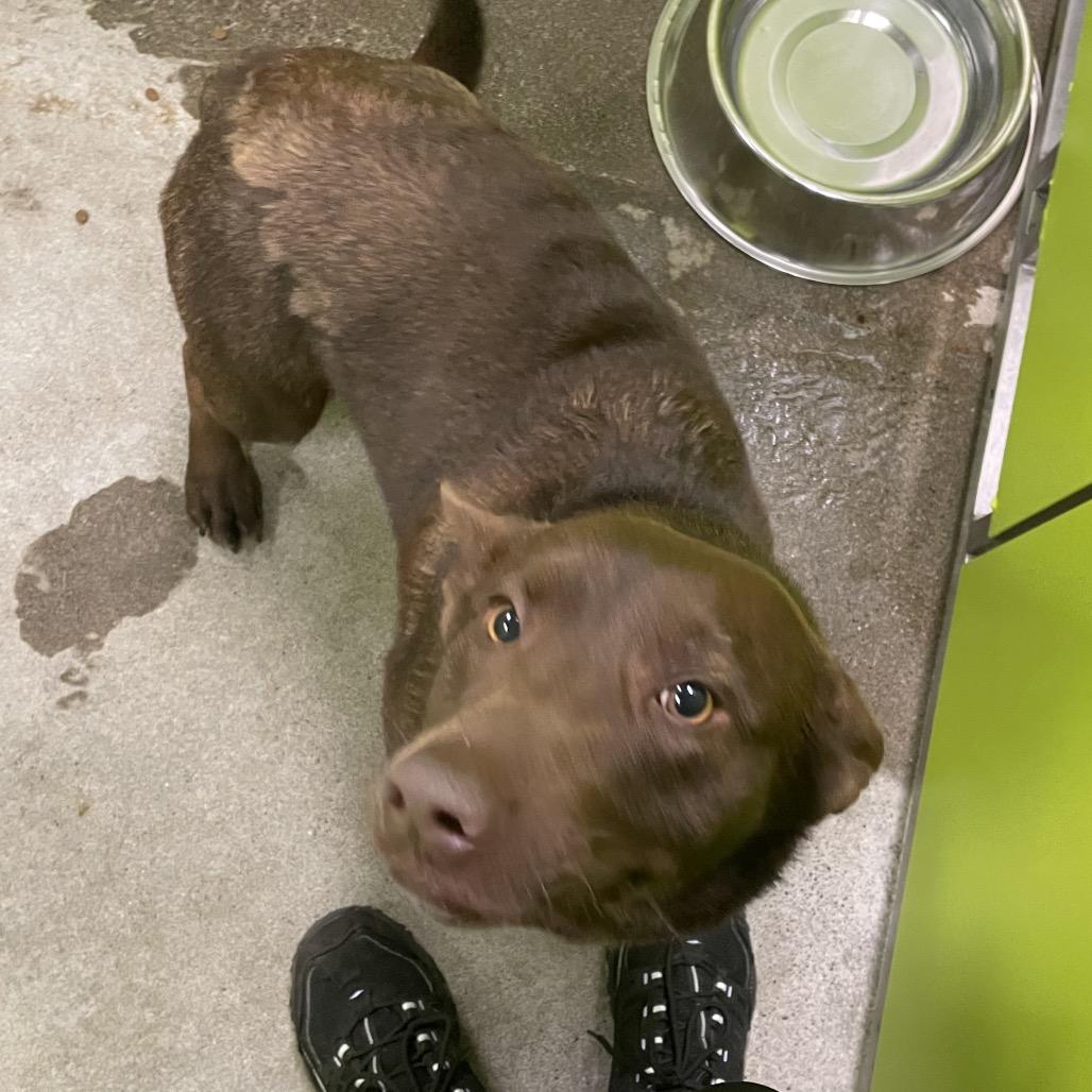 Enlarge Charlie, a Adoptable mixed breed in Spokane, WA image 4/4