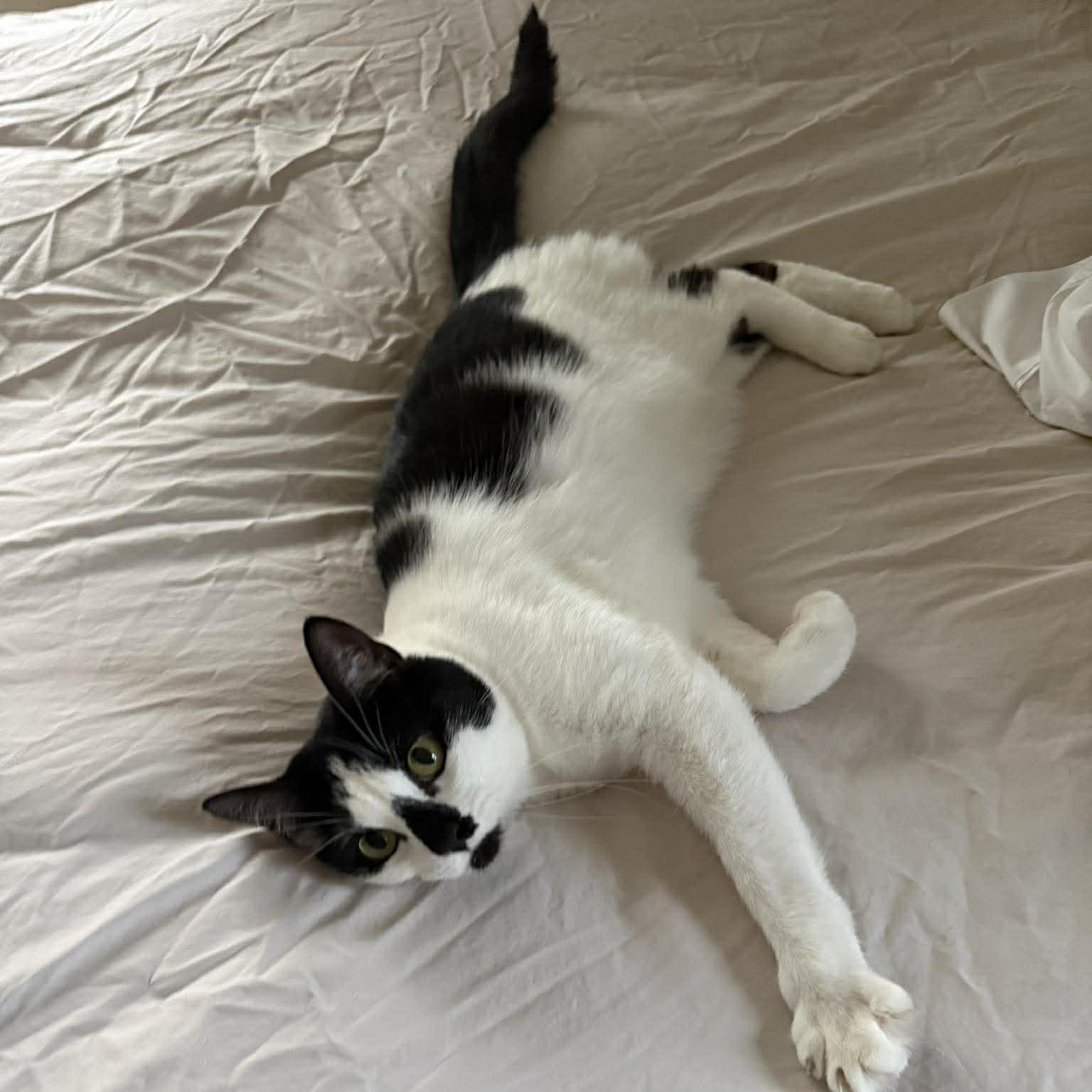 Enlarge Poppie, a ADOPTABLE Domestic Short Hair in Royal Oak, MI image 2/6
