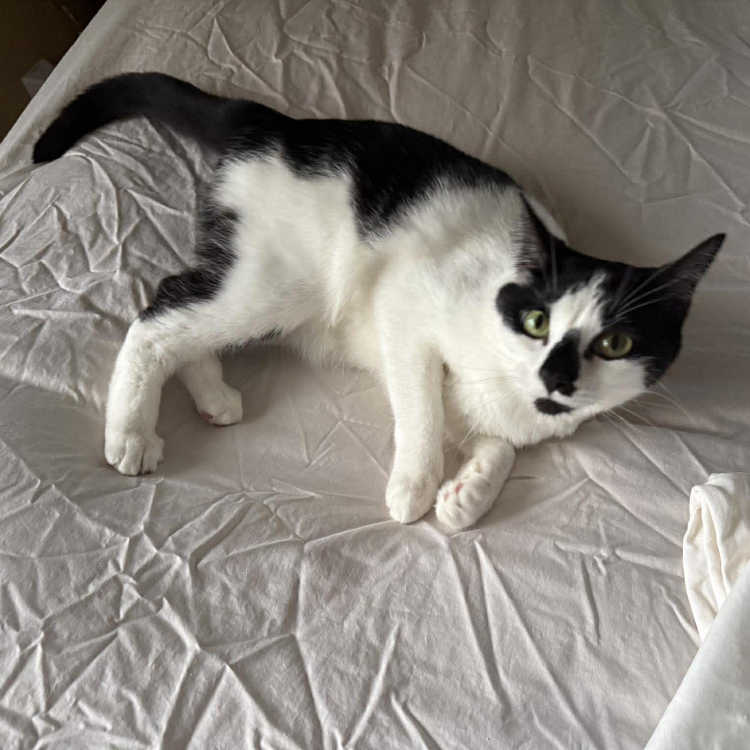 Enlarge Poppie, a ADOPTABLE Domestic Short Hair in Royal Oak, MI image 4/6
