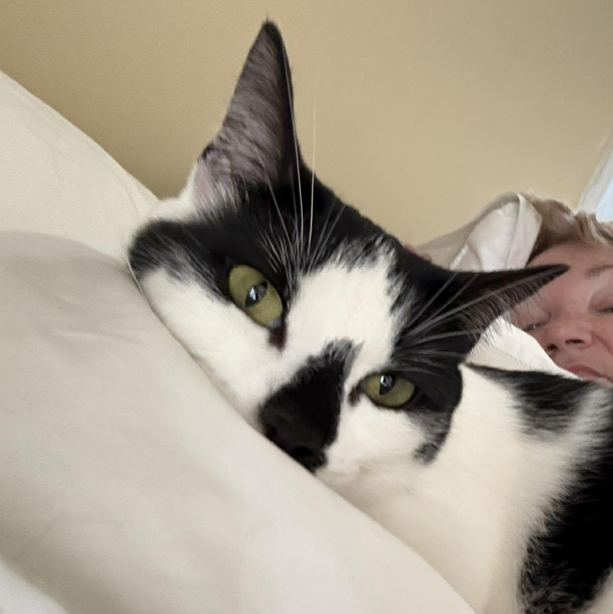 Enlarge Poppie, a ADOPTABLE Domestic Short Hair in Royal Oak, MI image 5/6
