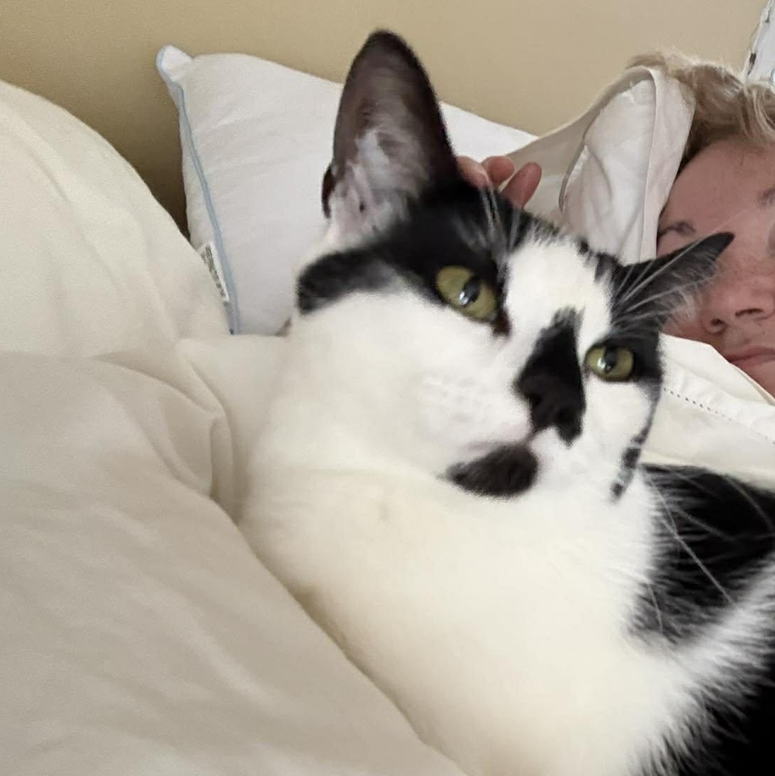 Enlarge Poppie, a ADOPTABLE Domestic Short Hair in Royal Oak, MI image 1/6