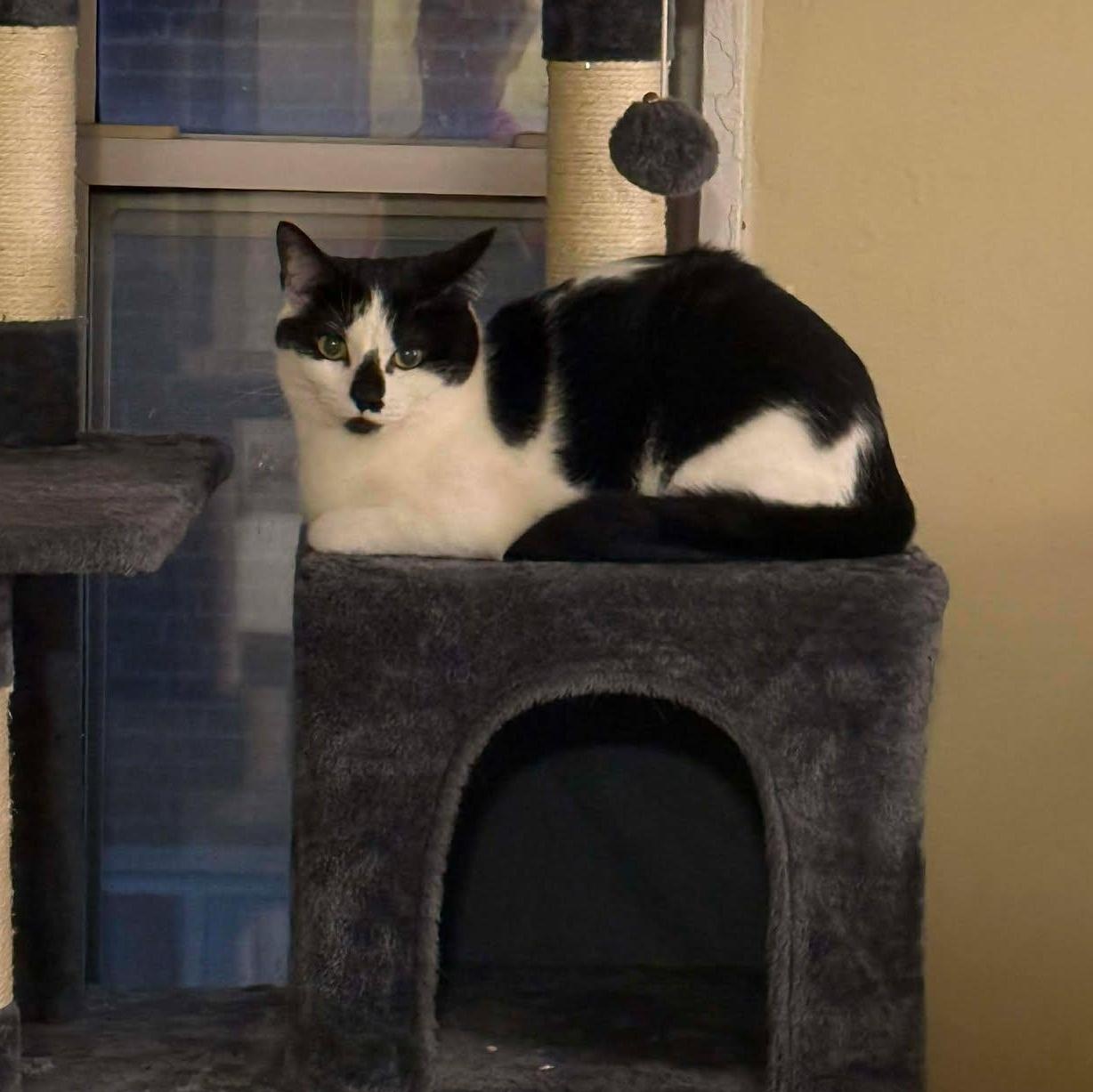 Enlarge Poppie, a ADOPTABLE Domestic Short Hair in Royal Oak, MI image 3/6