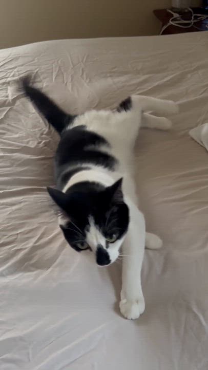 Enlarge Poppie, a ADOPTABLE Domestic Short Hair in Royal Oak, MI video 6/6