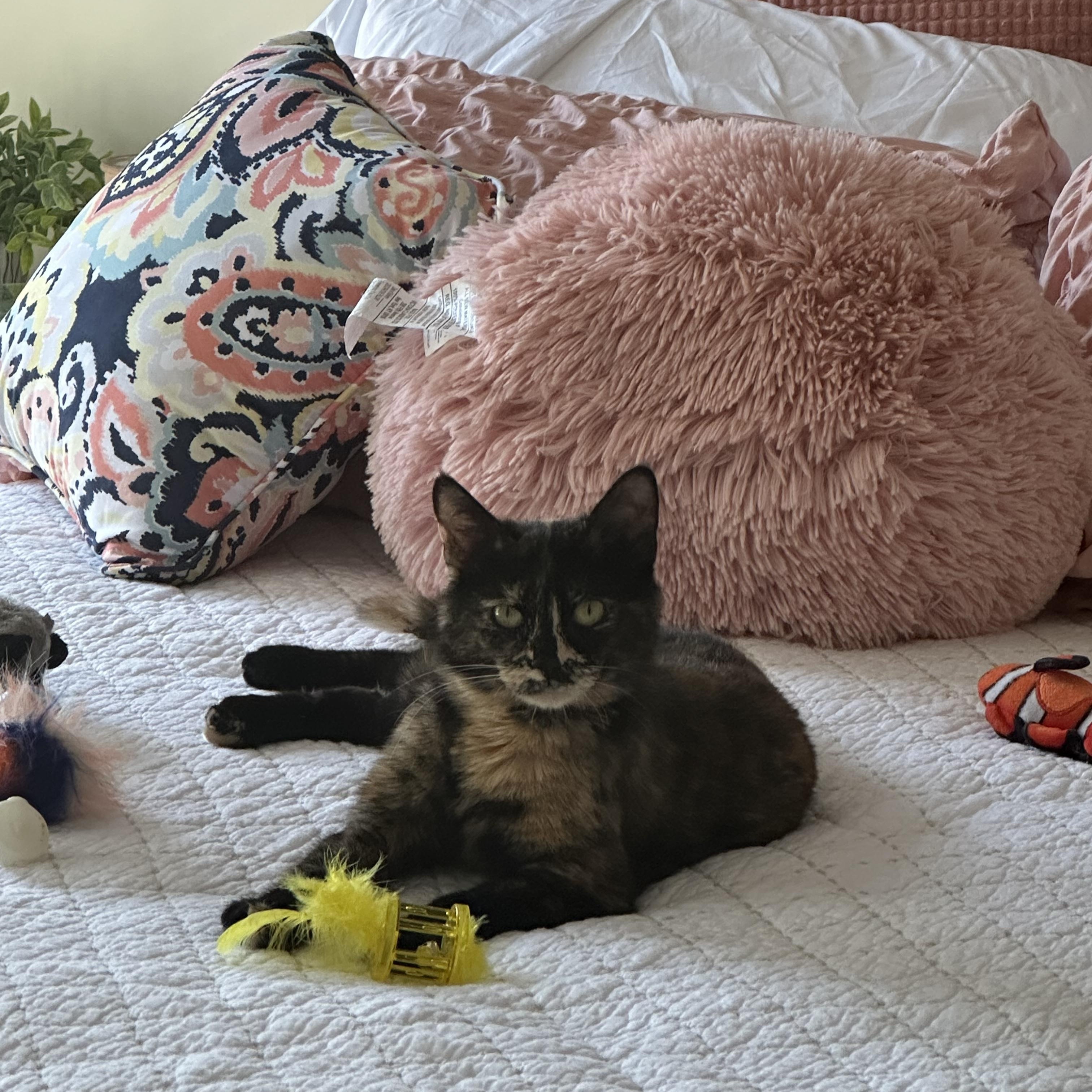 Maya, a ADOPTABLE Domestic Short Hair in Bear, DE image 3/3