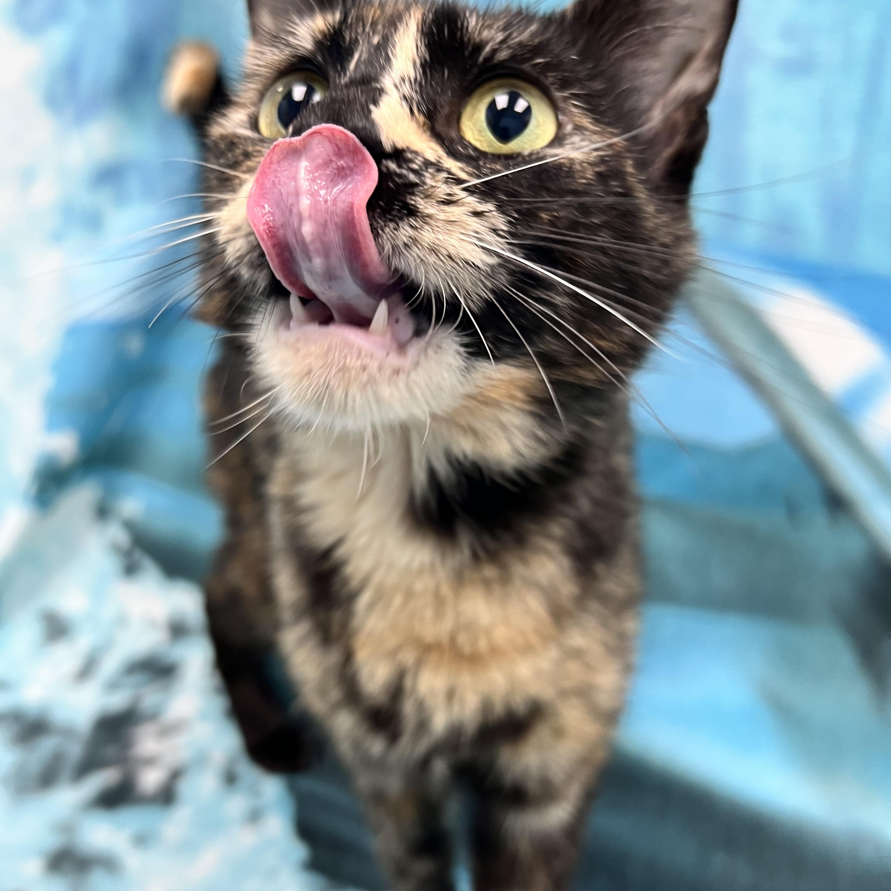 Maya, a ADOPTABLE Domestic Short Hair in Bear, DE image 2/3