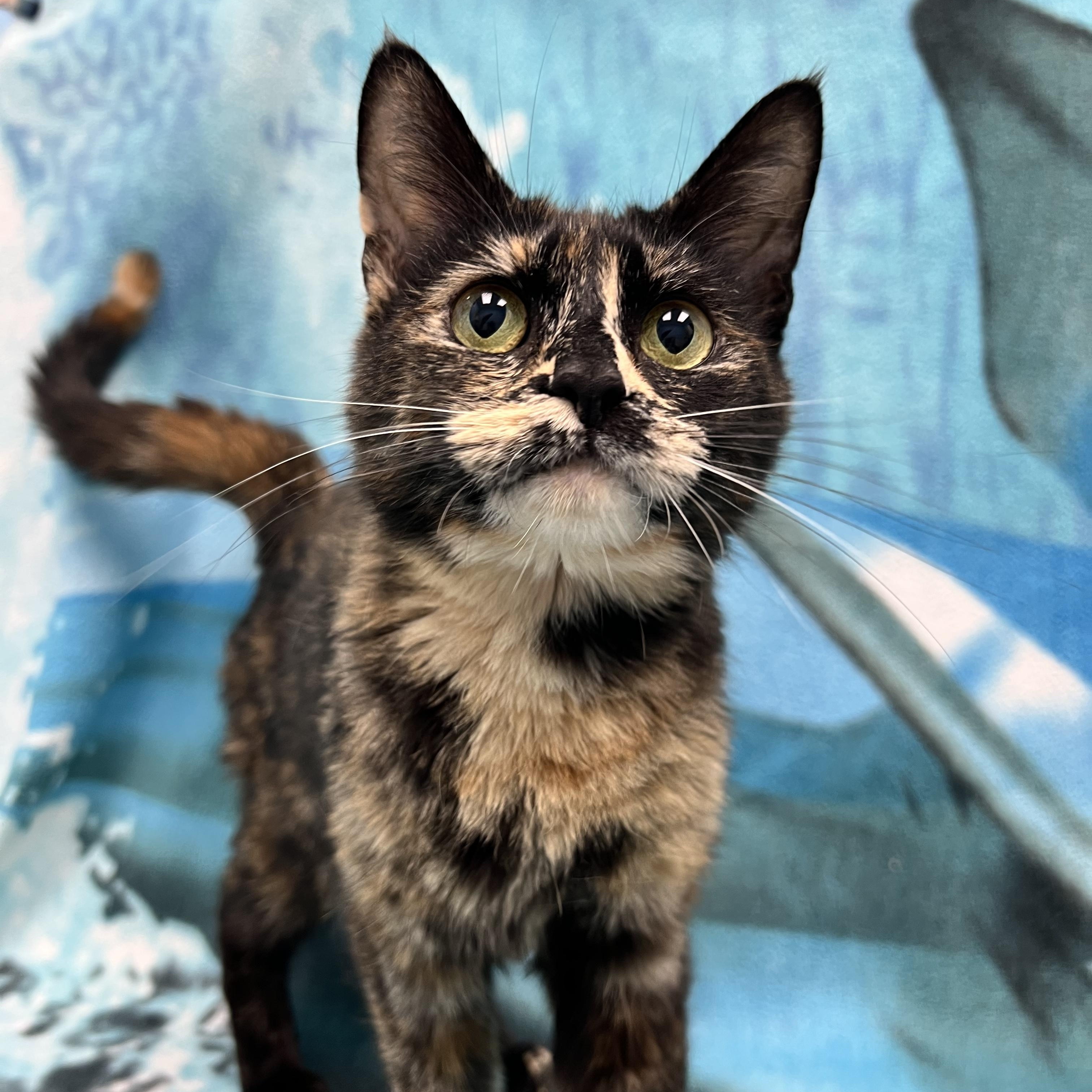 Maya, ADOPTABLE, Young Female Domestic Short Hair.