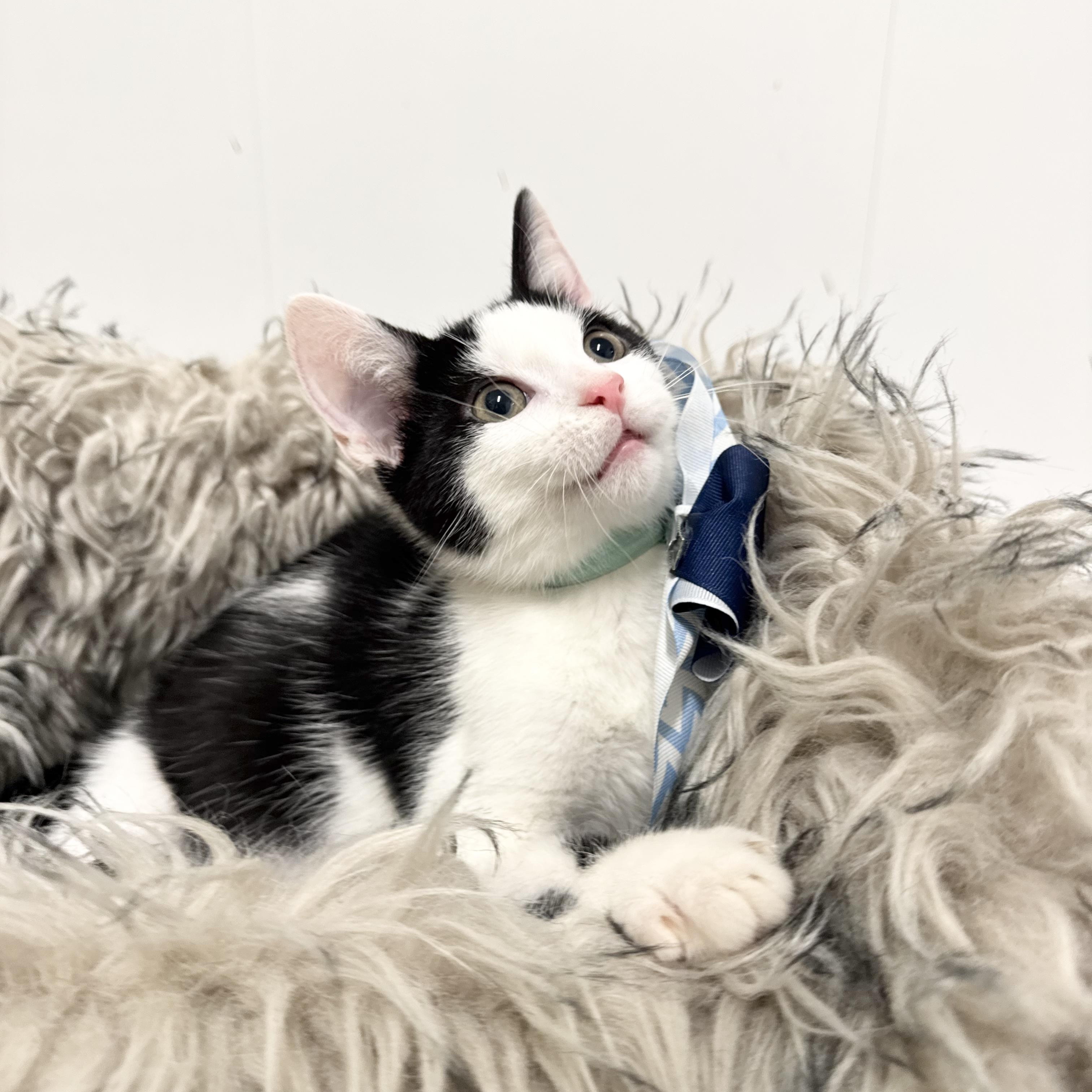 Enlarge Amazing Zach, a ADOPTABLE Domestic Short Hair in West Hartford , CT image 3/5