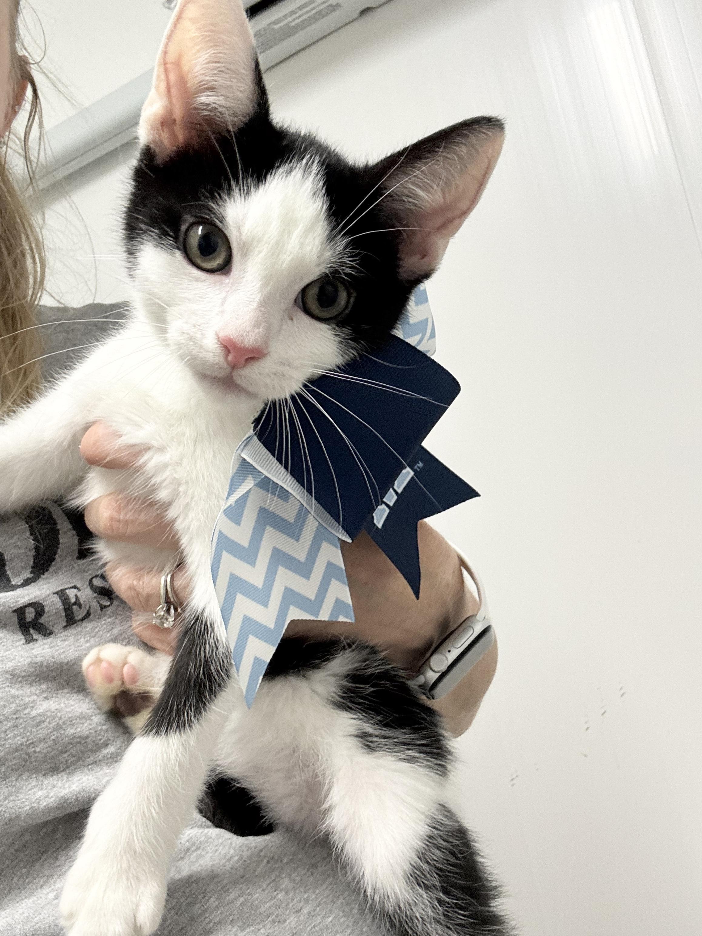 Enlarge Amazing Zach, a ADOPTABLE Domestic Short Hair in West Hartford , CT image 4/5