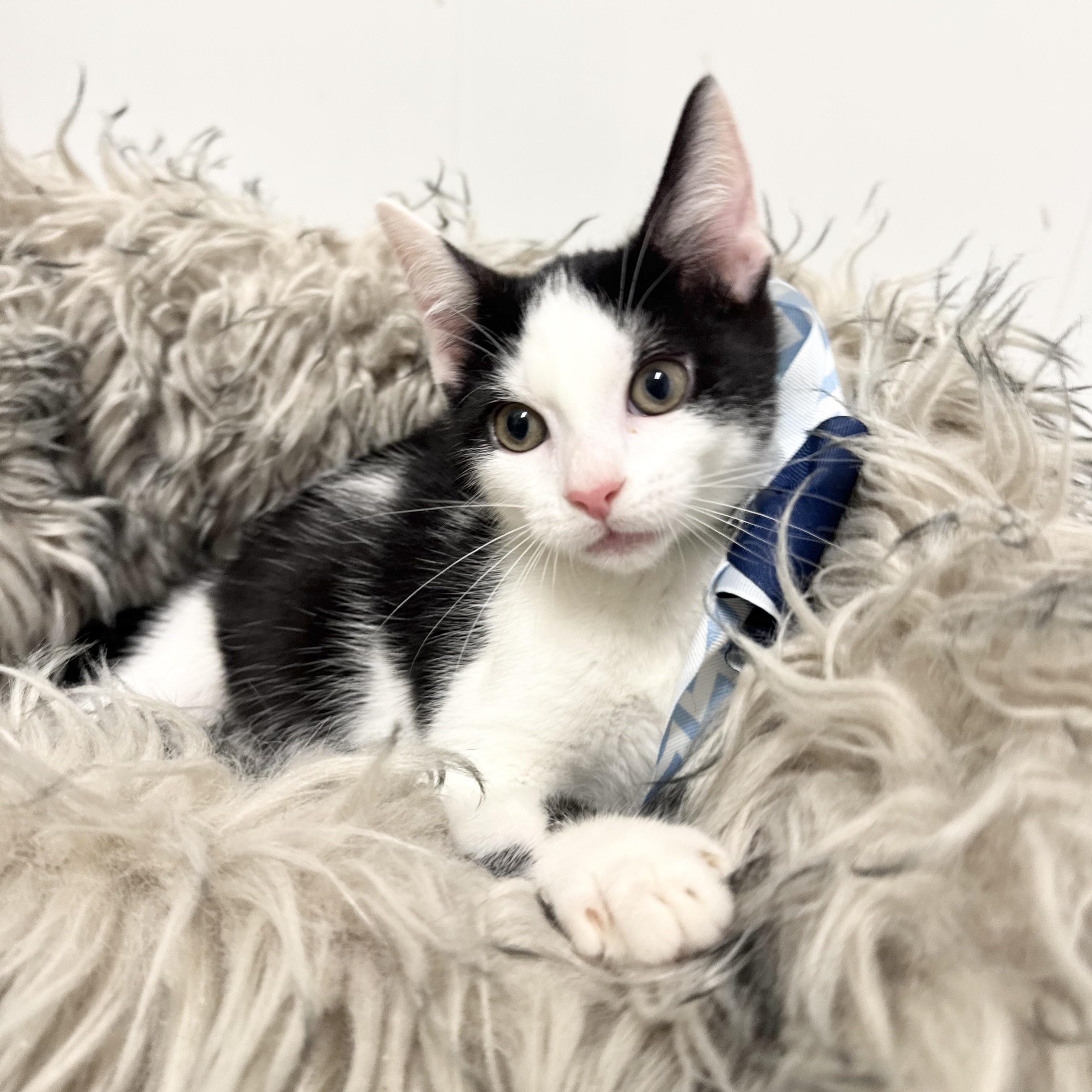 Enlarge Amazing Zach, a ADOPTABLE Domestic Short Hair in West Hartford , CT image 2/5
