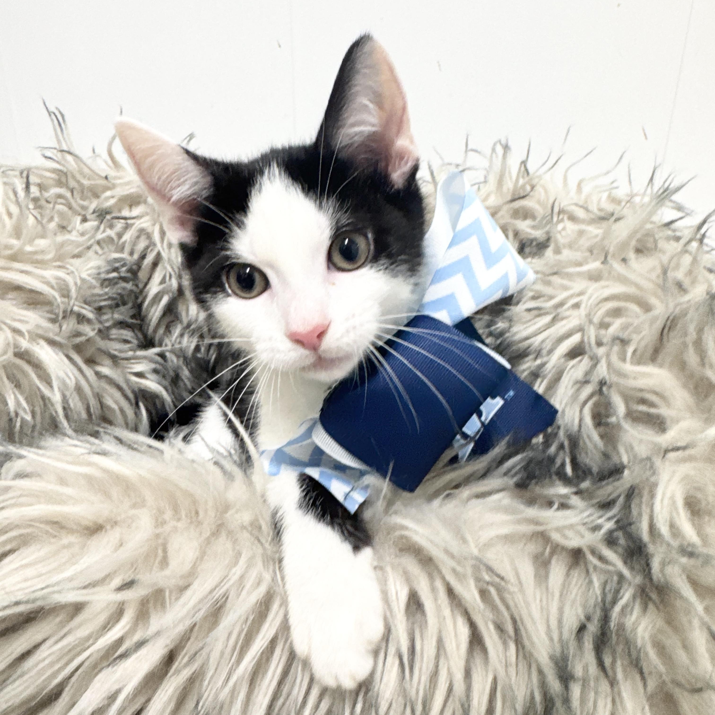 Amazing Zach, ADOPTABLE, Kitten Male Domestic Short Hair.