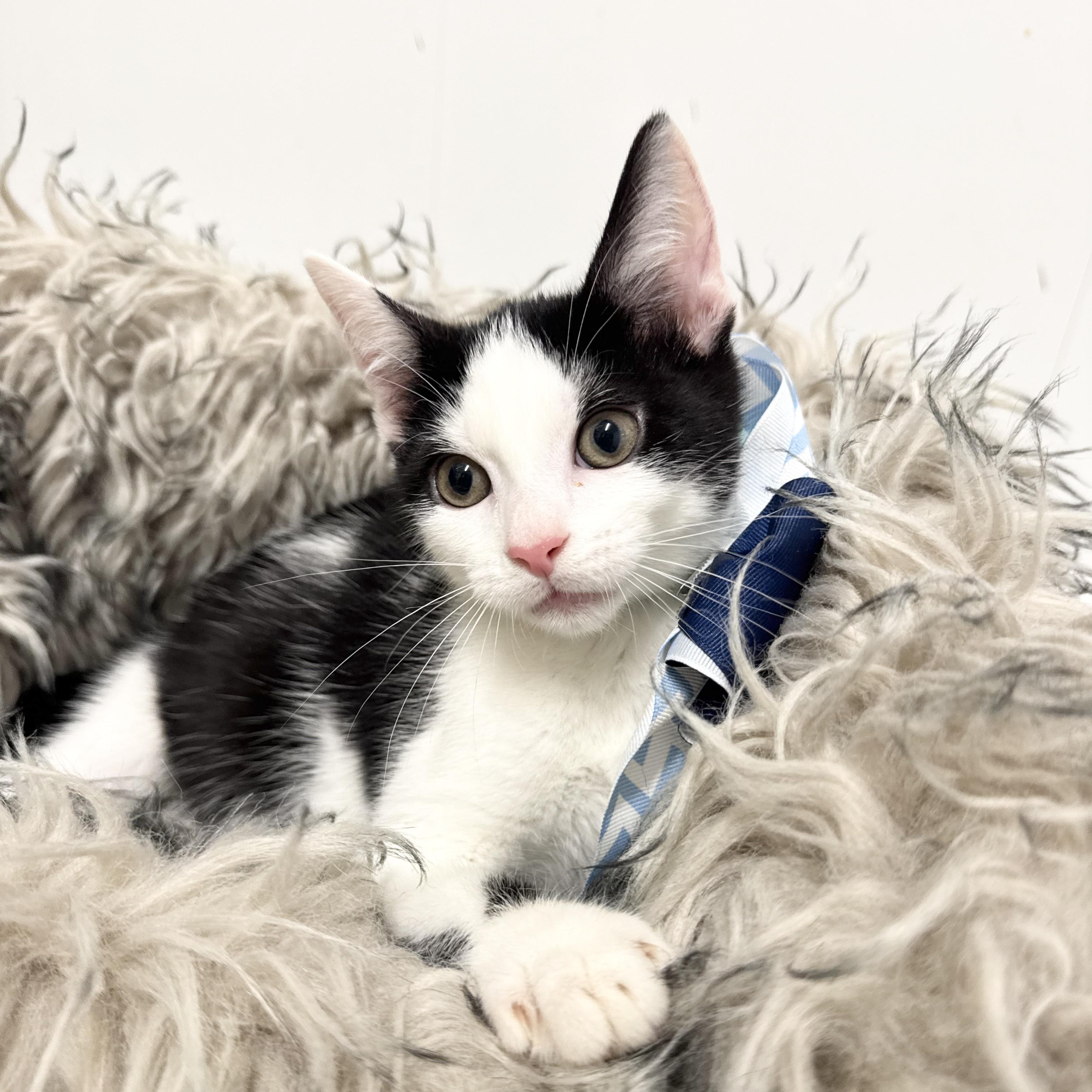 Enlarge Amazing Zach, a ADOPTABLE Domestic Short Hair in West Hartford , CT image 5/5