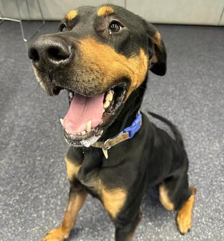 BRUTUS, Adoptable, Young Male Doberman Pinscher & Rottweiler.