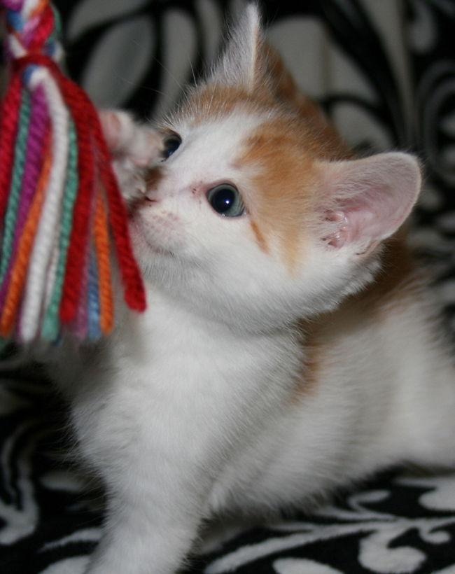 Oliver _ Adopt Me With Pebble, Adoptable, Kitten Male Domestic Short Hair.