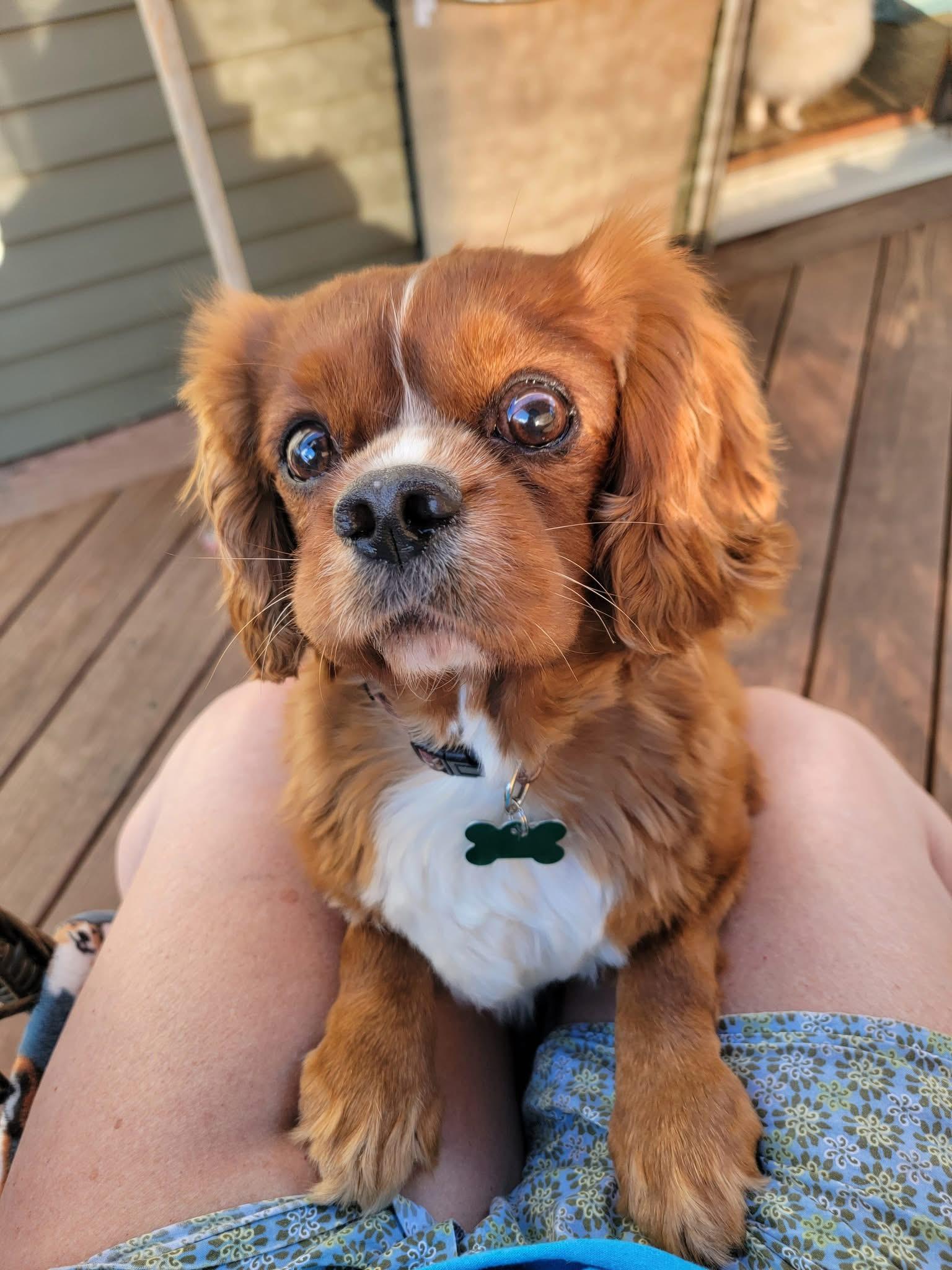Enlarge Roam, an adopted Cavalier King Charles Spaniel in Whitewater, WI image 4/5
