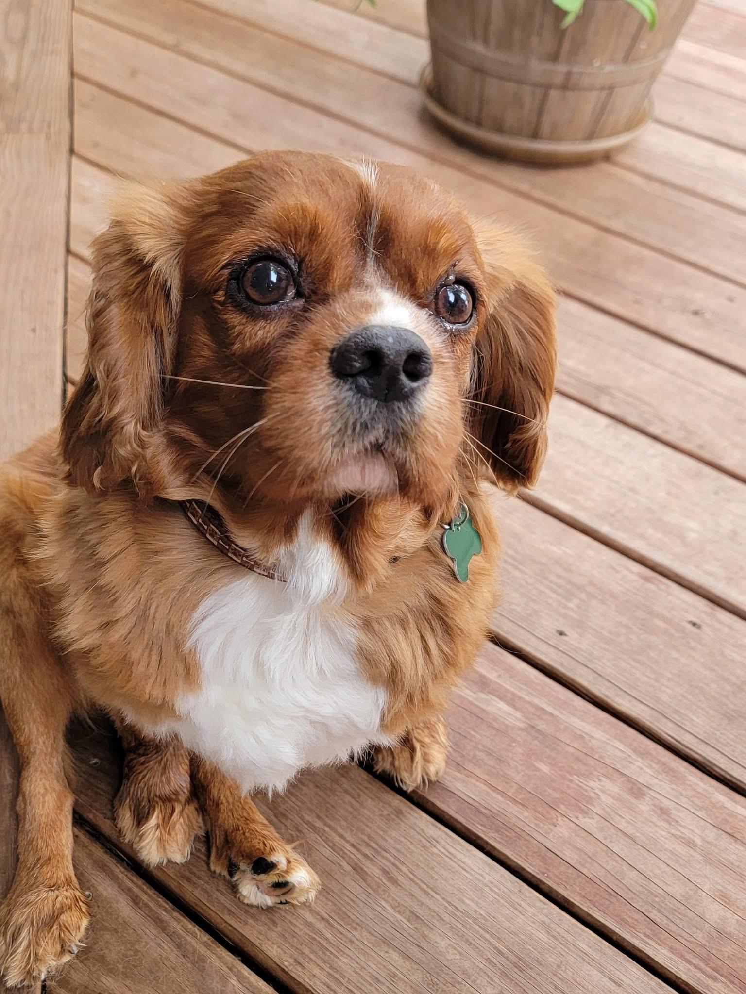 Enlarge Roam, an adopted Cavalier King Charles Spaniel in Whitewater, WI image 2/5