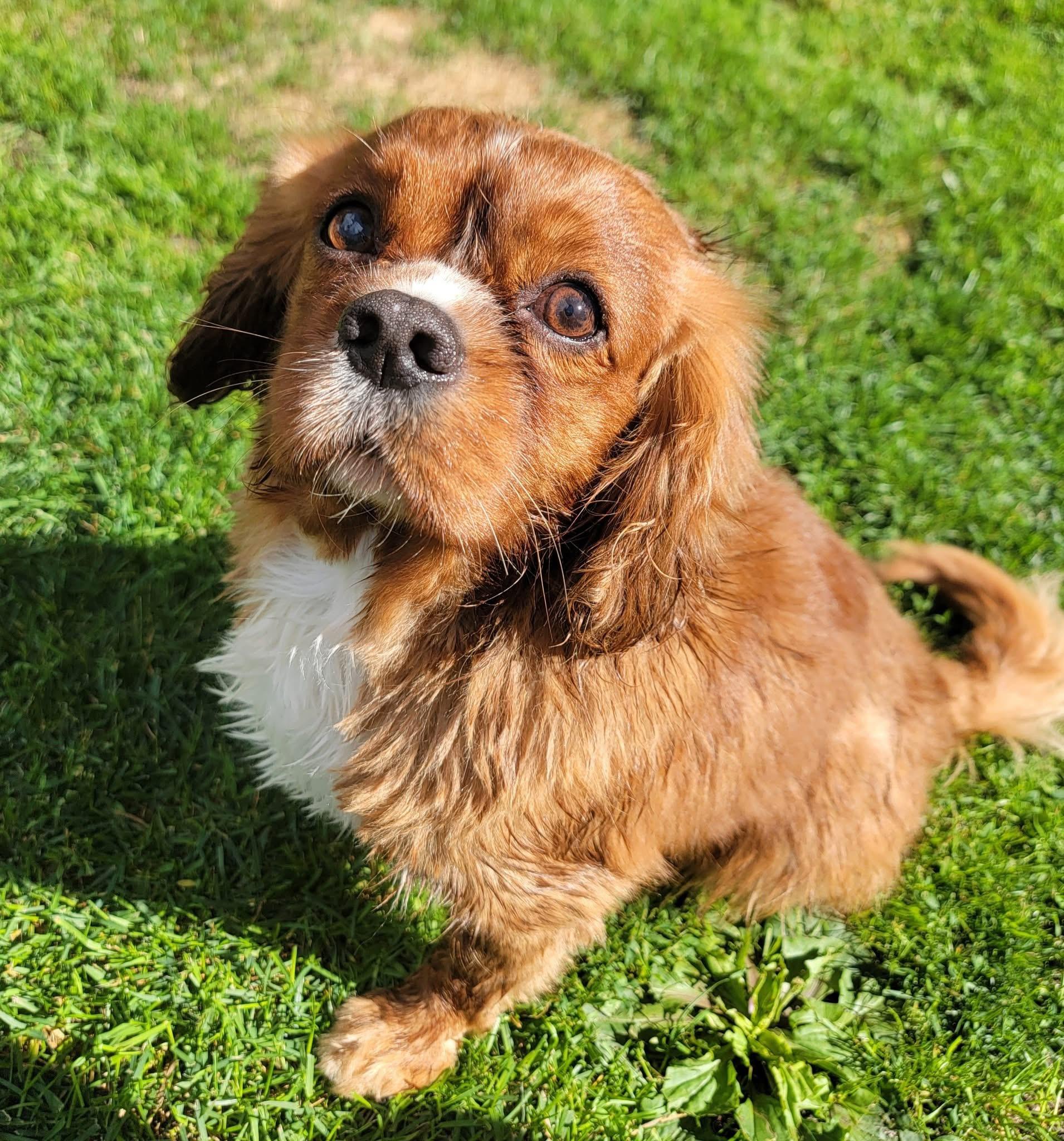 Roam, adopted, Adult Male Cavalier King Charles Spaniel.