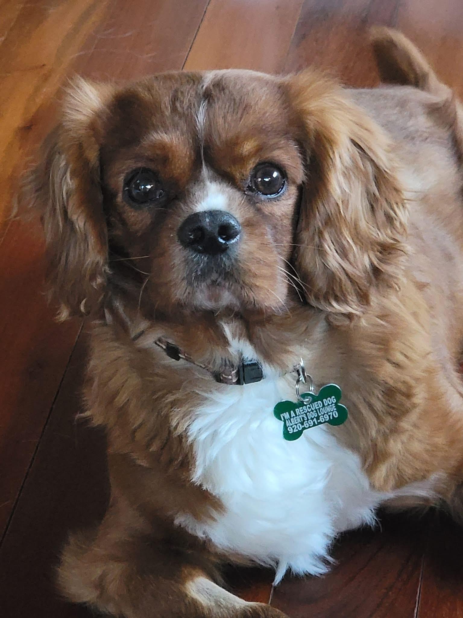 Enlarge Roam, an adopted Cavalier King Charles Spaniel in Whitewater, WI image 5/5