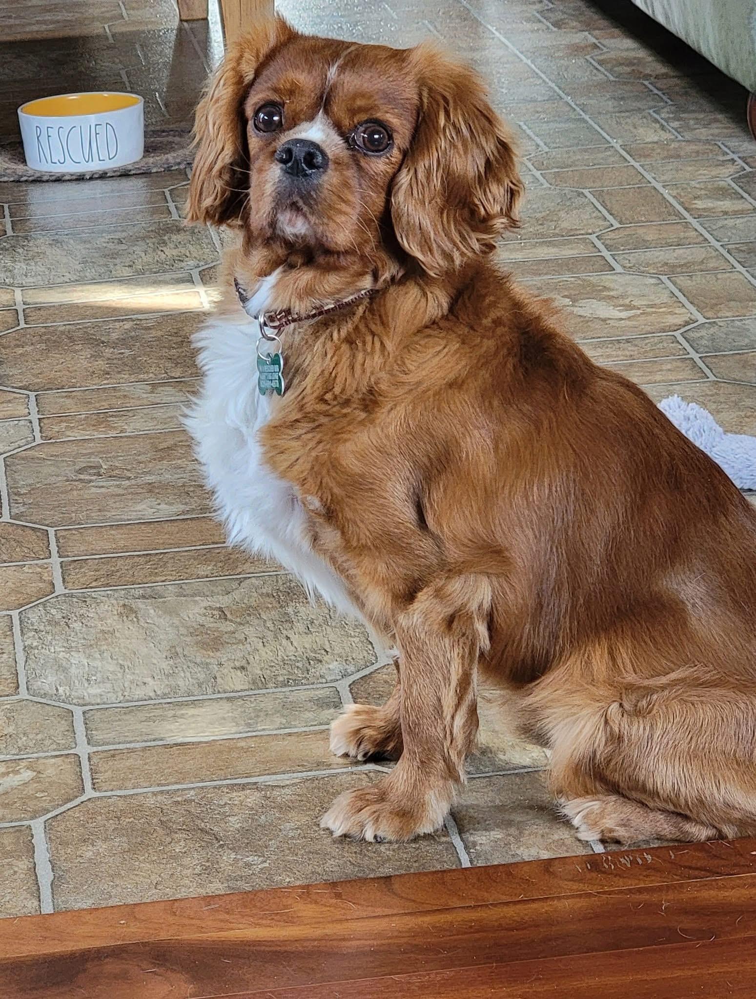 Enlarge Roam, an adopted Cavalier King Charles Spaniel in Whitewater, WI image 3/5