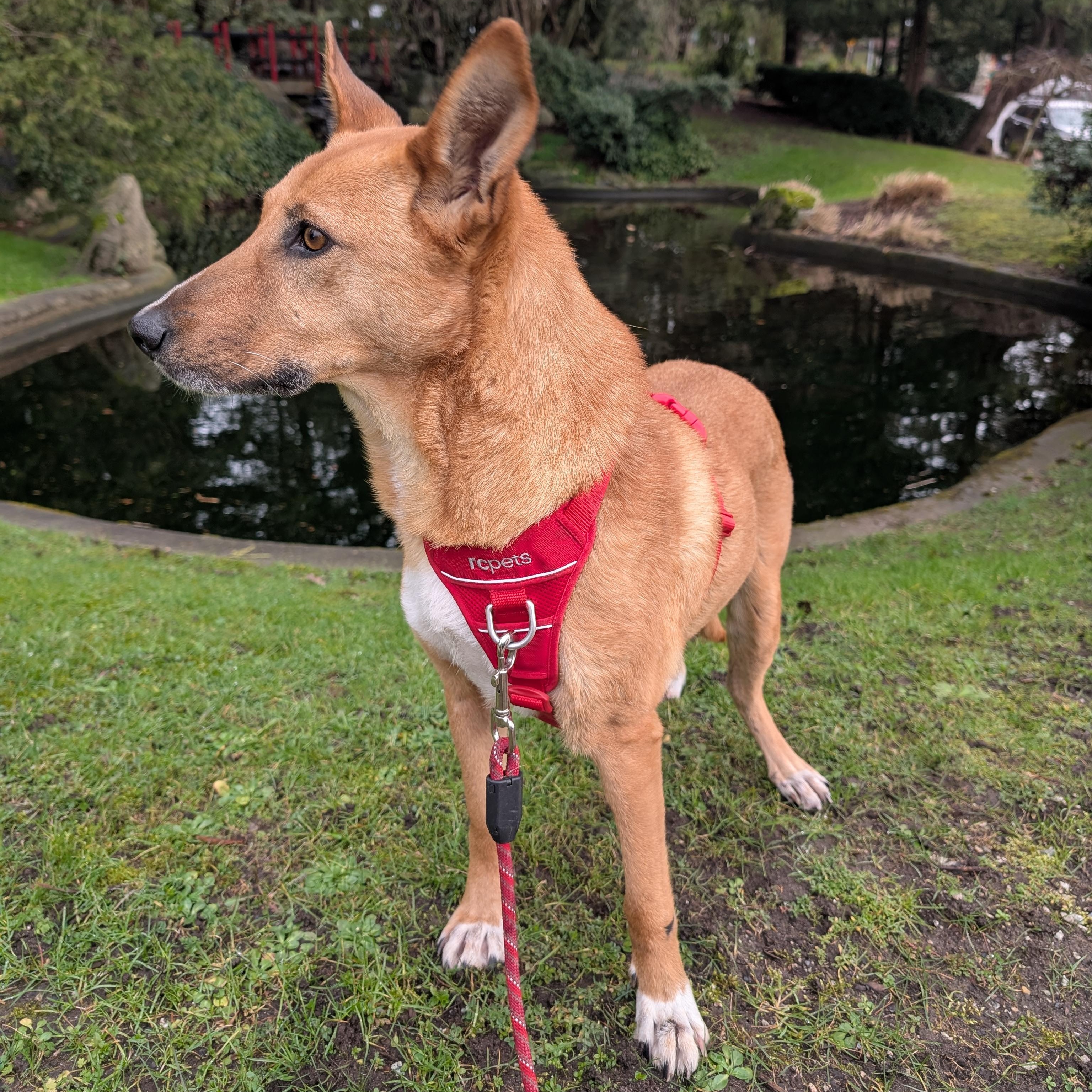 Enlarge Ms. Marvelous Tarcin, a Adoptable mixed breed in Ridgefield, WA image 3/6