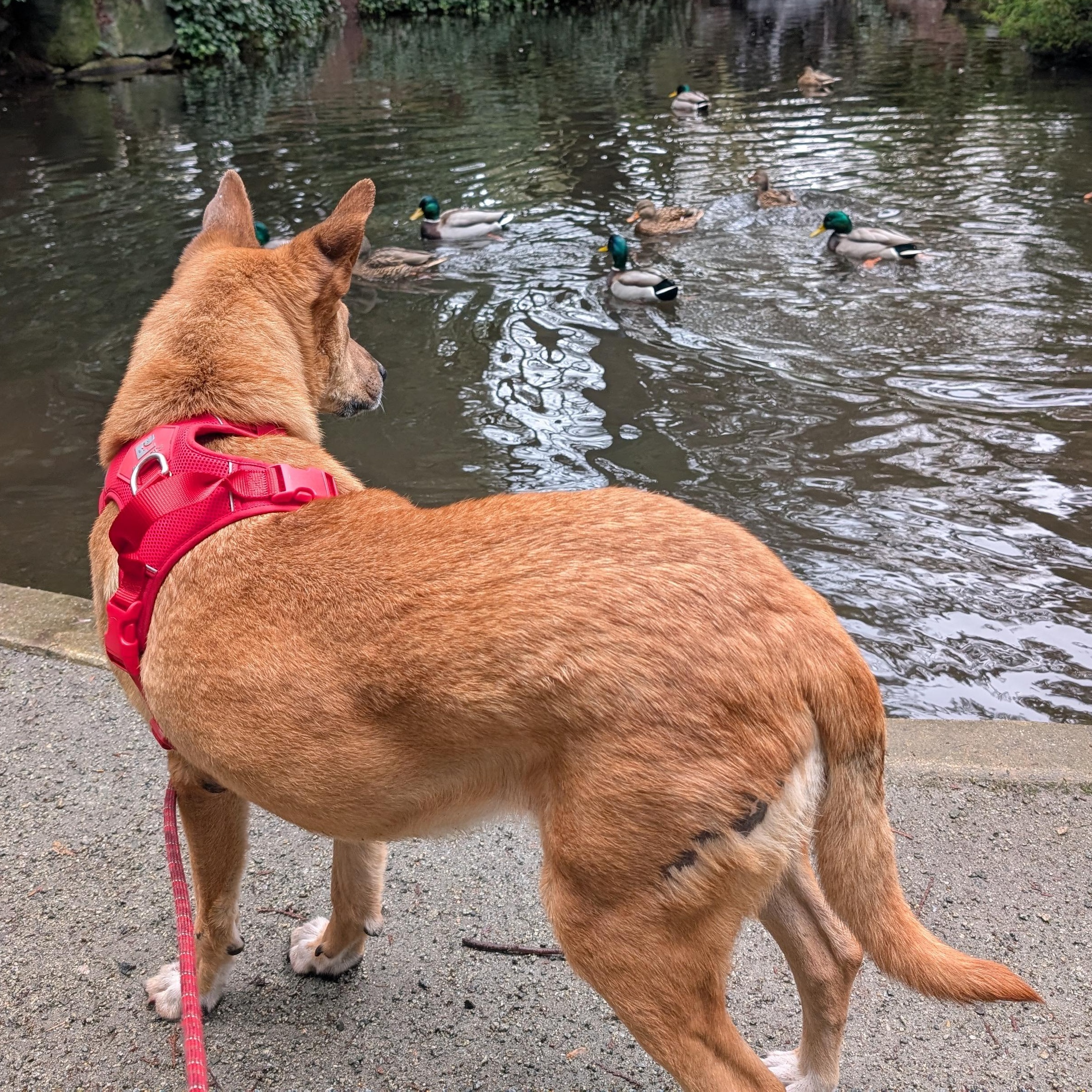 Enlarge Ms. Marvelous Tarcin, a Adoptable mixed breed in Ridgefield, WA image 5/6