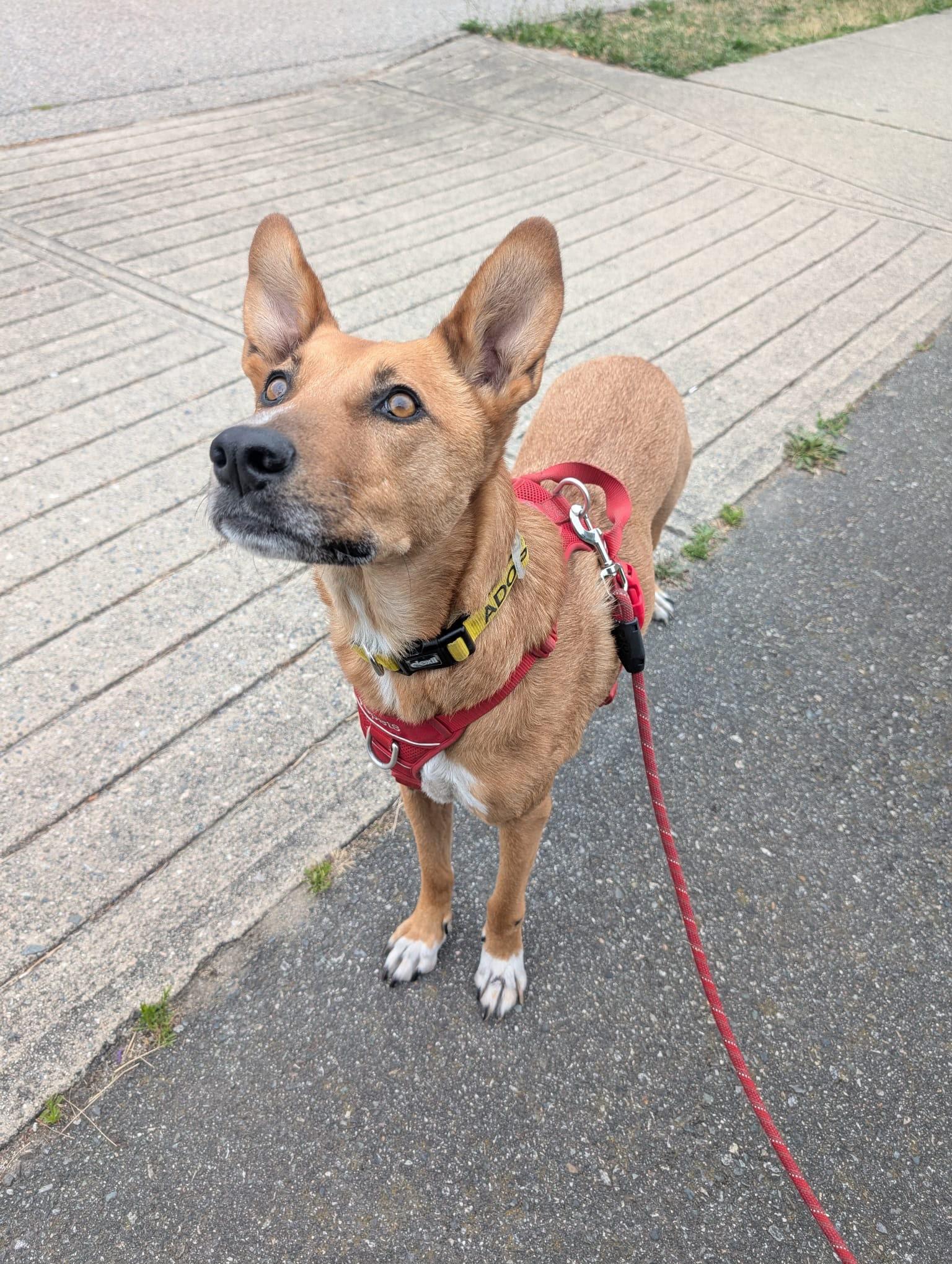 Enlarge Ms. Lovely Tarcin, a Adoptable mixed breed in Ridgefield, WA image 4/6