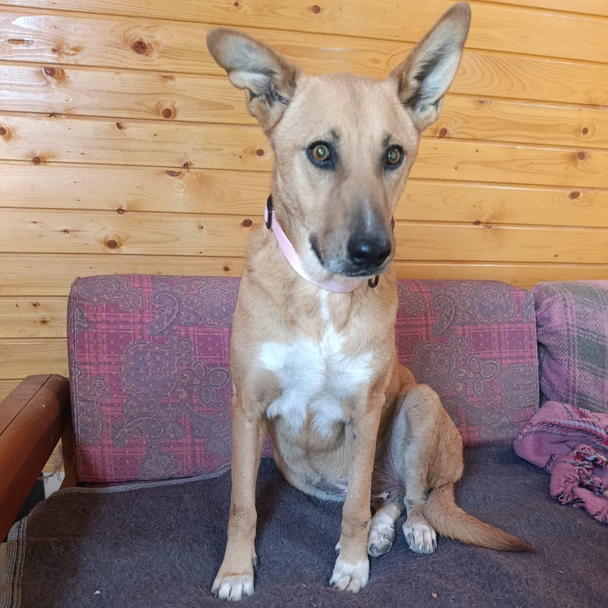 Enlarge Ms. Marvelous Tarcin, a Adoptable mixed breed in Ridgefield, WA image 6/6