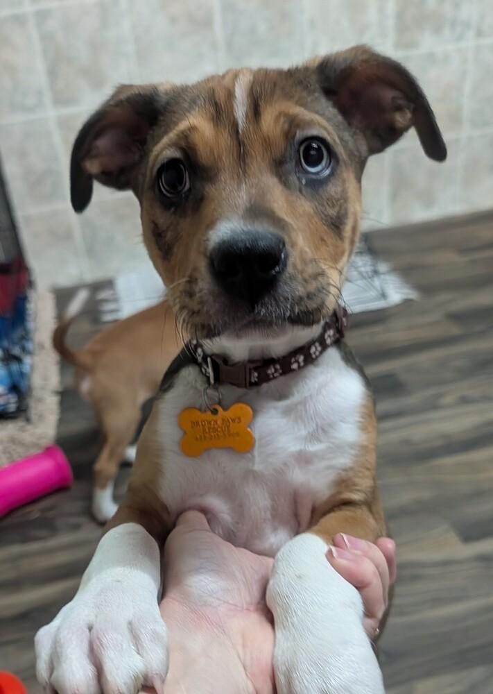 Caleb, Adoptable, Puppy Male Terrier.