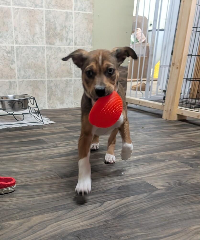 Enlarge Caleb, a Adoptable mixed breed in Waunakee, WI image 2/4