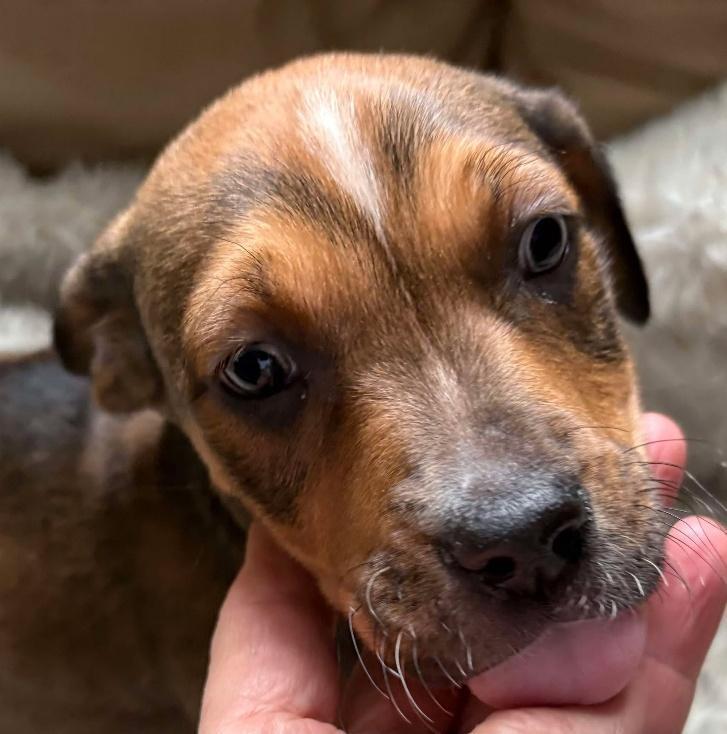 Enlarge Caleb, a Adoptable mixed breed in Waunakee, WI image 3/4