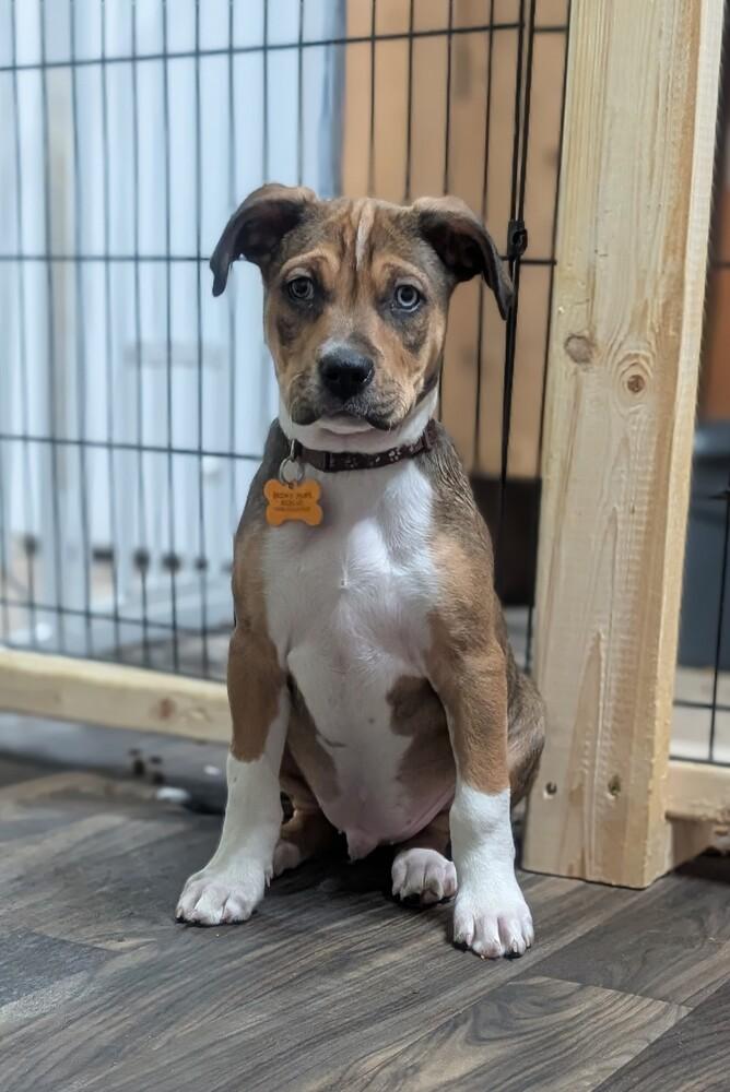 Enlarge Caleb, a Adoptable mixed breed in Waunakee, WI image 4/4