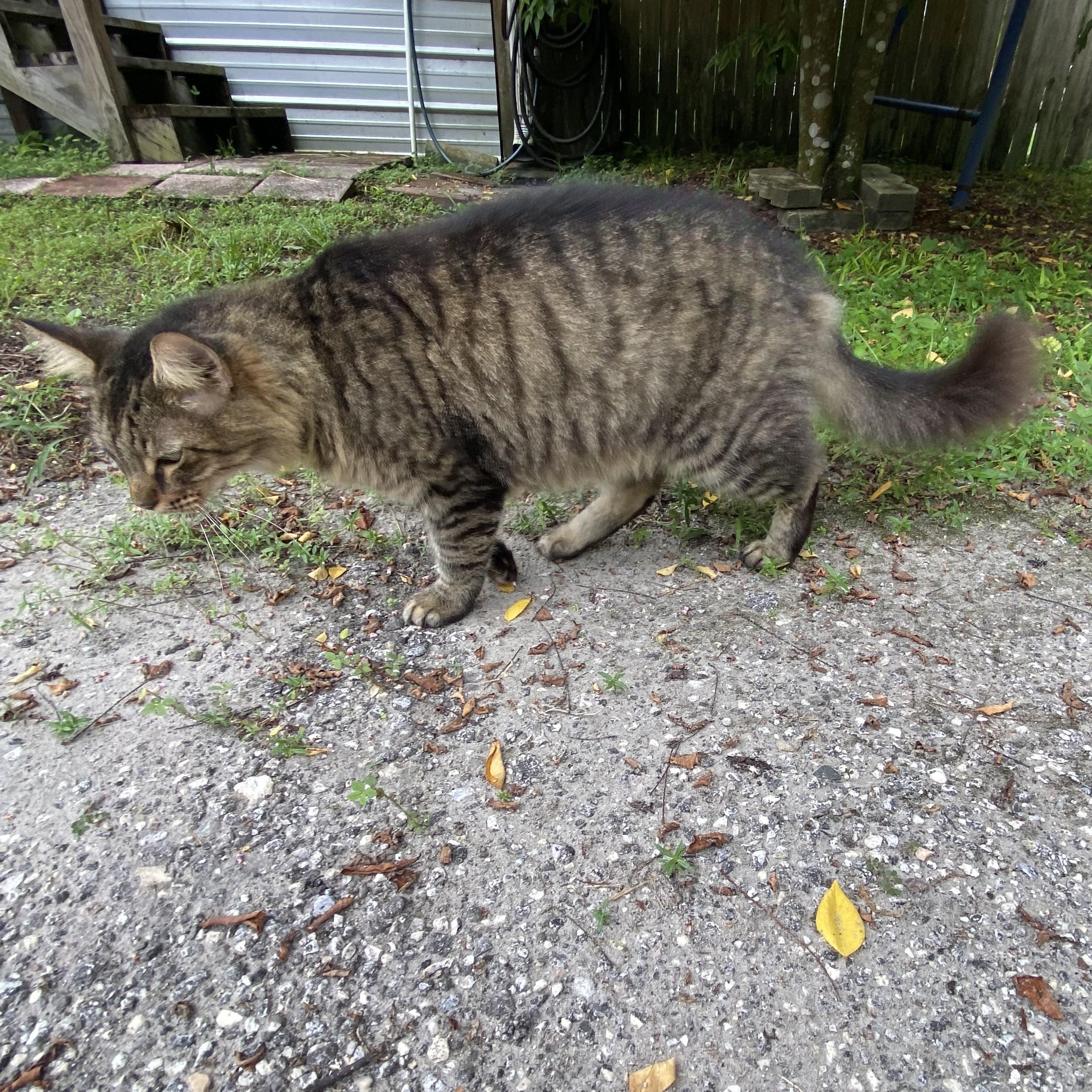 Enlarge Merlin, a Adopted mixed breed in New Port Richey, FL image 3/4