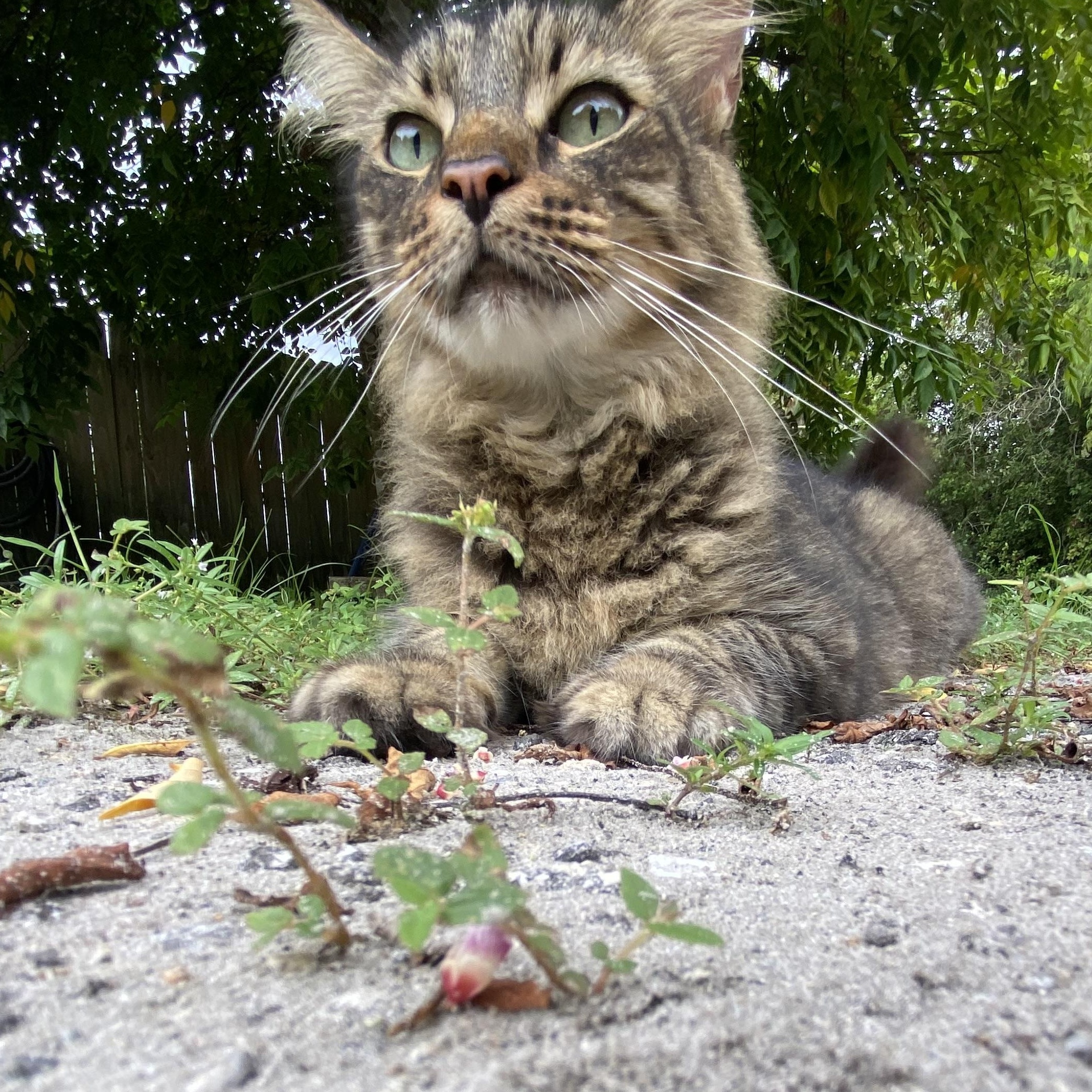 Enlarge Merlin, a Adopted mixed breed in New Port Richey, FL image 2/4