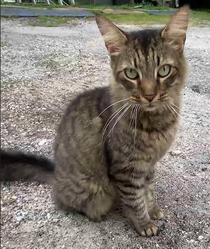 Enlarge Merlin, a Adopted mixed breed in New Port Richey, FL image 1/4