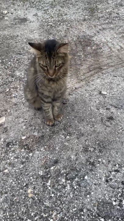 Enlarge Merlin, a Adopted mixed breed in New Port Richey, FL video 4/4