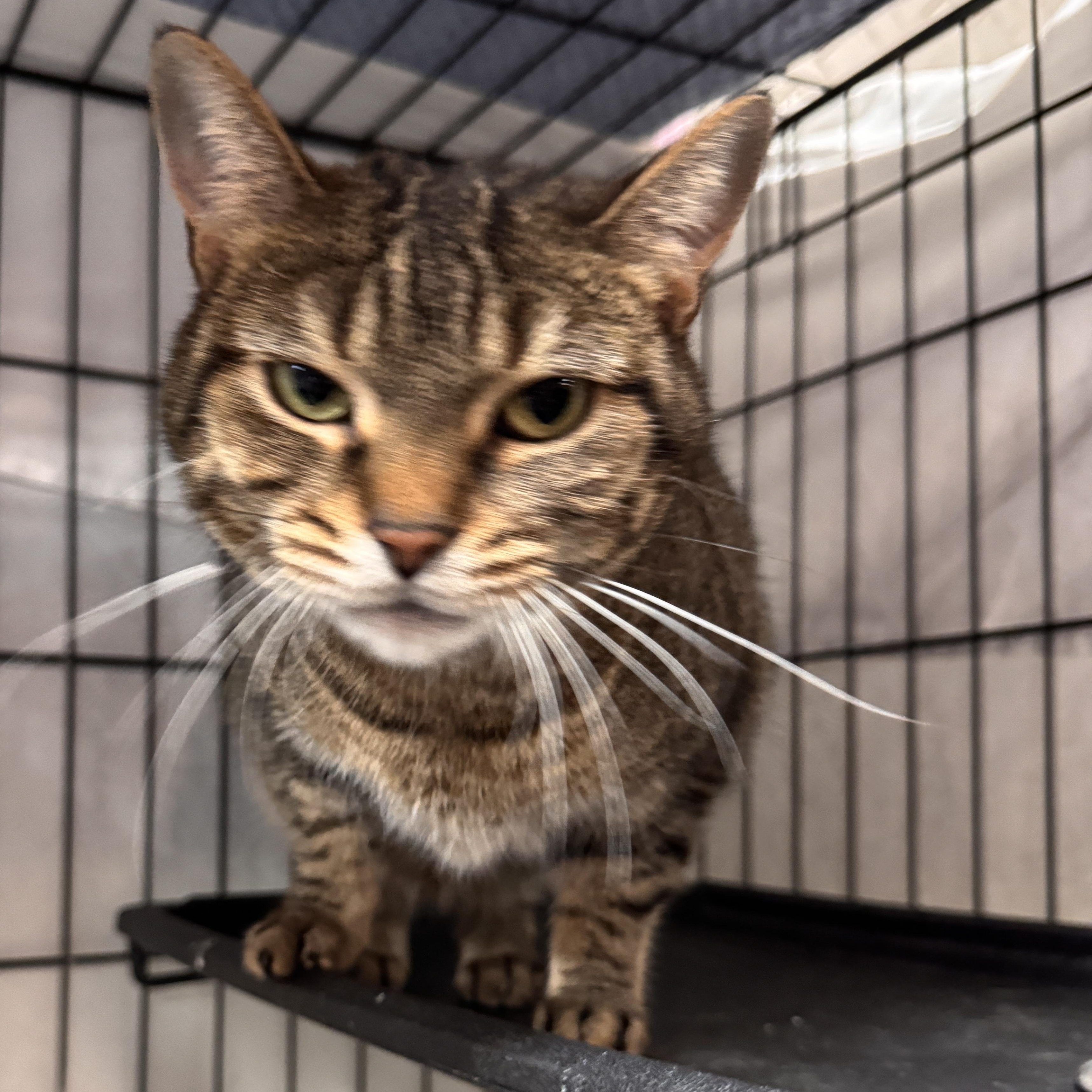 Enlarge Scrabble, an adopted Domestic Short Hair in Mokena, IL image 3/3