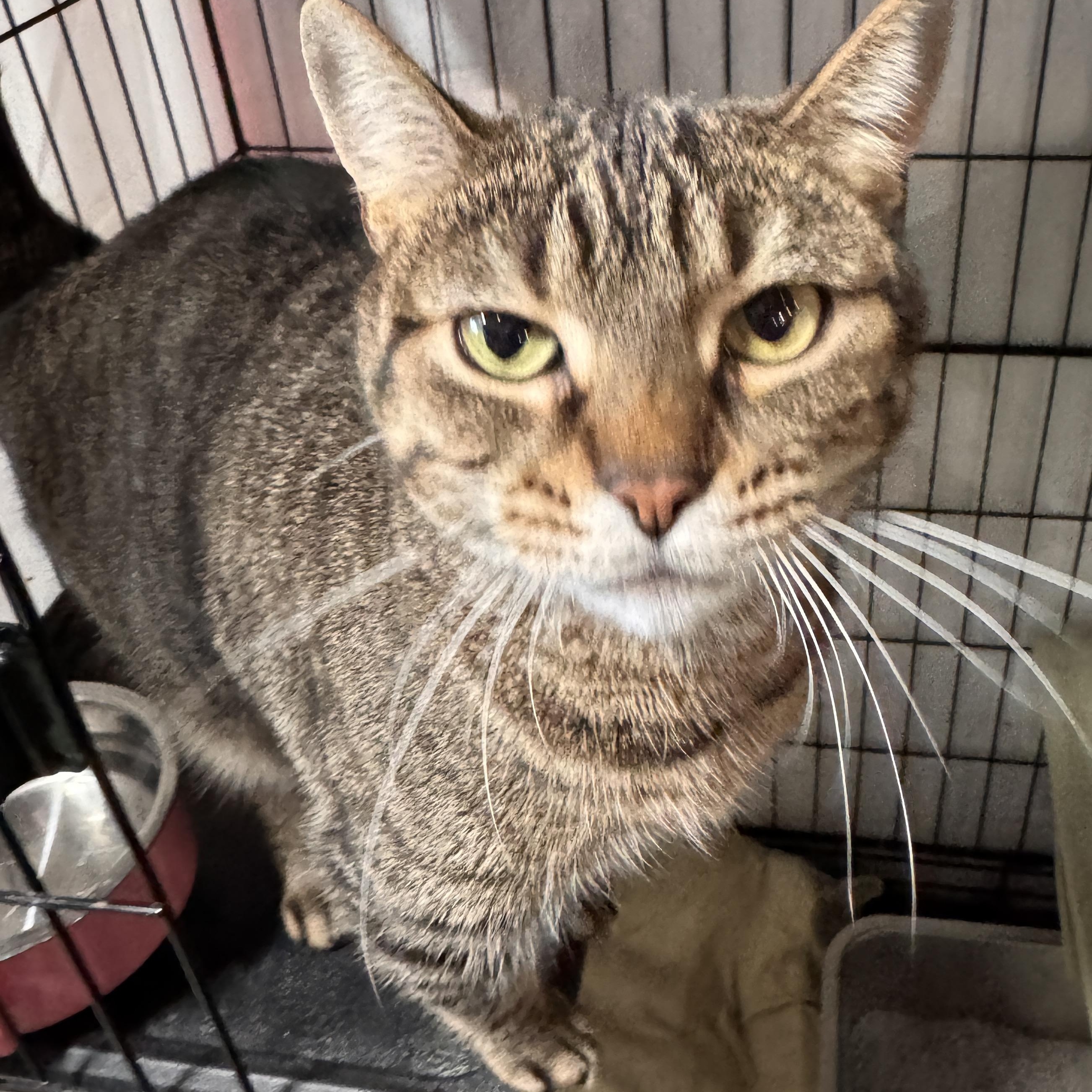 Enlarge Scrabble, an adopted Domestic Short Hair in Mokena, IL image 1/3