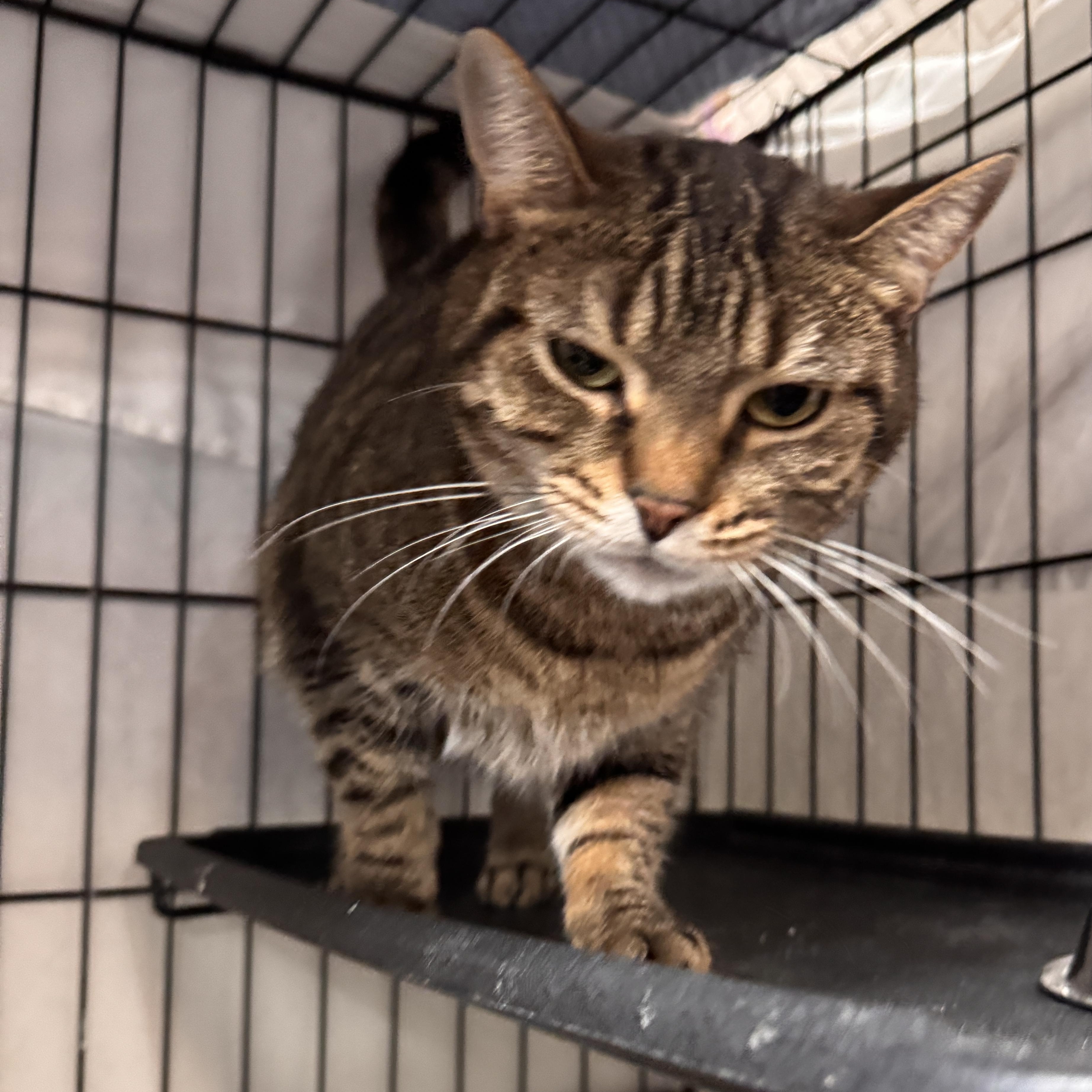 Enlarge Scrabble, an adopted Domestic Short Hair in Mokena, IL image 2/3