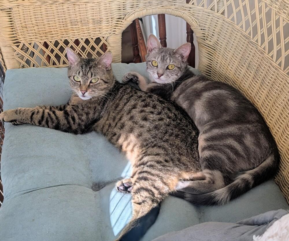 Enlarge Zoe, a Adoptable mixed breed in Louisa, VA image 2/6