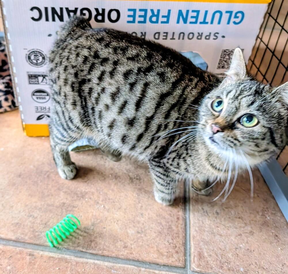 Enlarge Zoe, a Adoptable mixed breed in Louisa, VA image 3/6