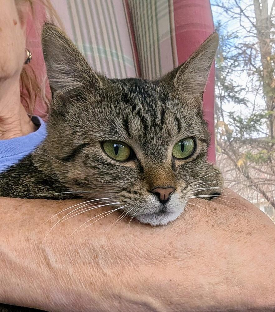 Enlarge Zoe, a Adoptable mixed breed in Louisa, VA image 4/6