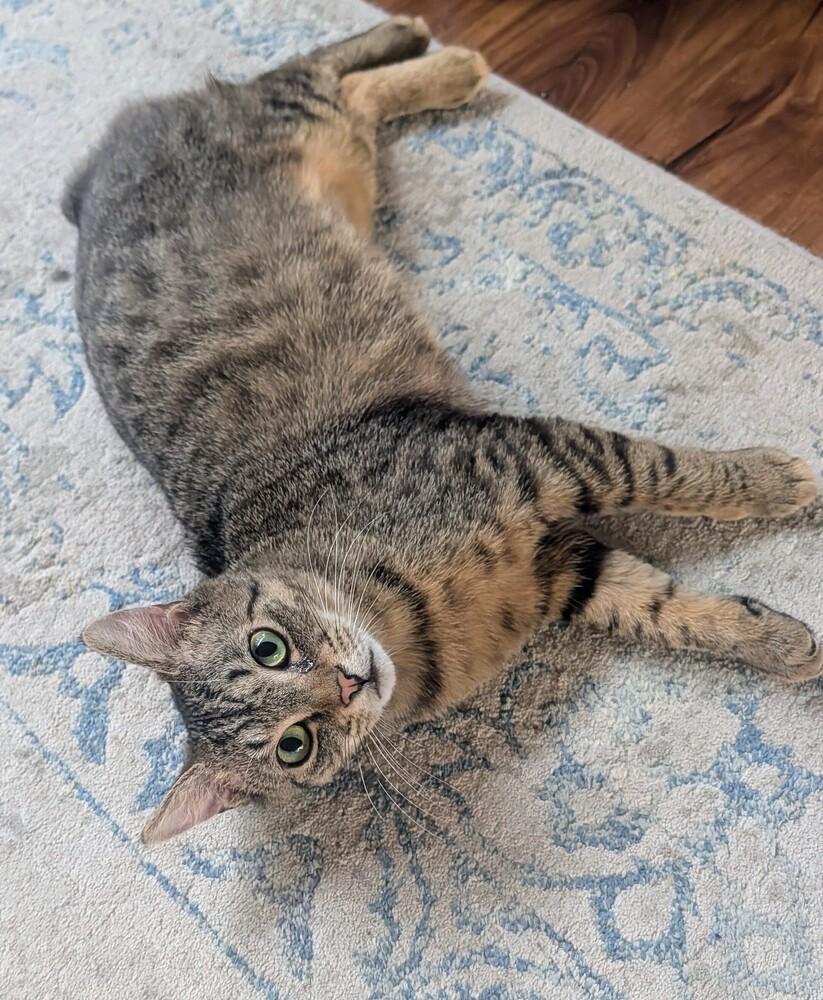 Enlarge Zoe, a Adoptable mixed breed in Louisa, VA image 5/6