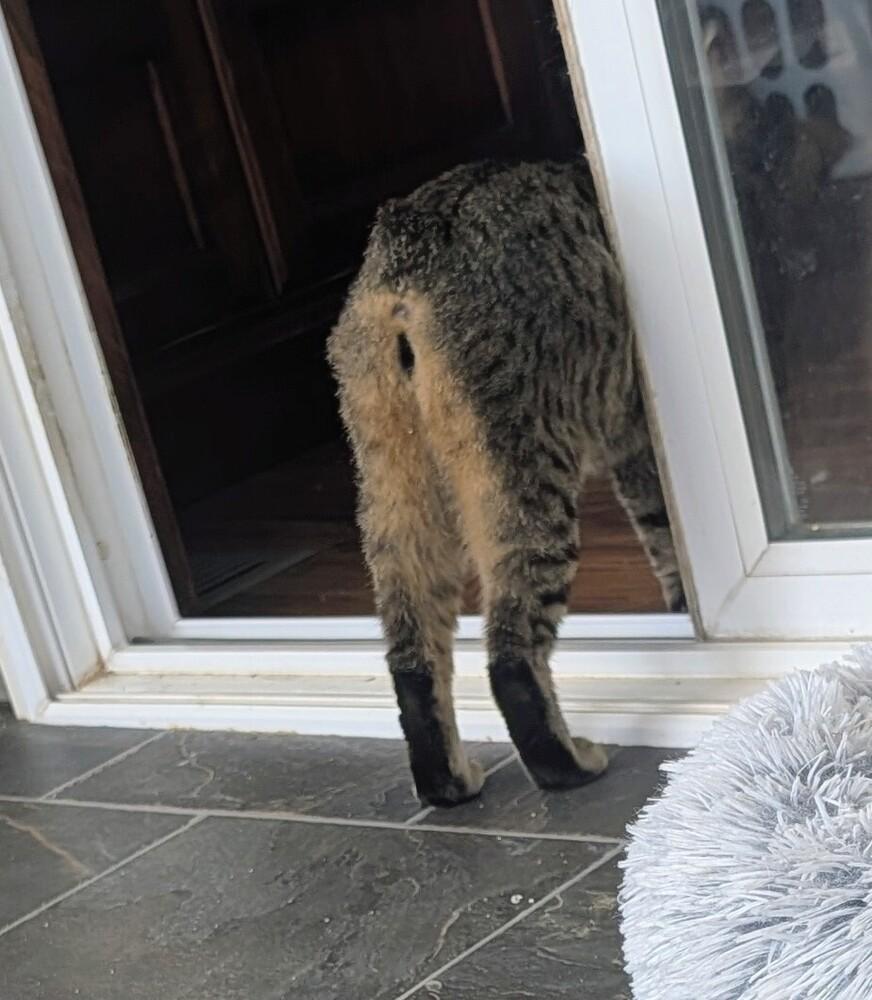 Enlarge Zoe, a Adoptable mixed breed in Louisa, VA image 6/6